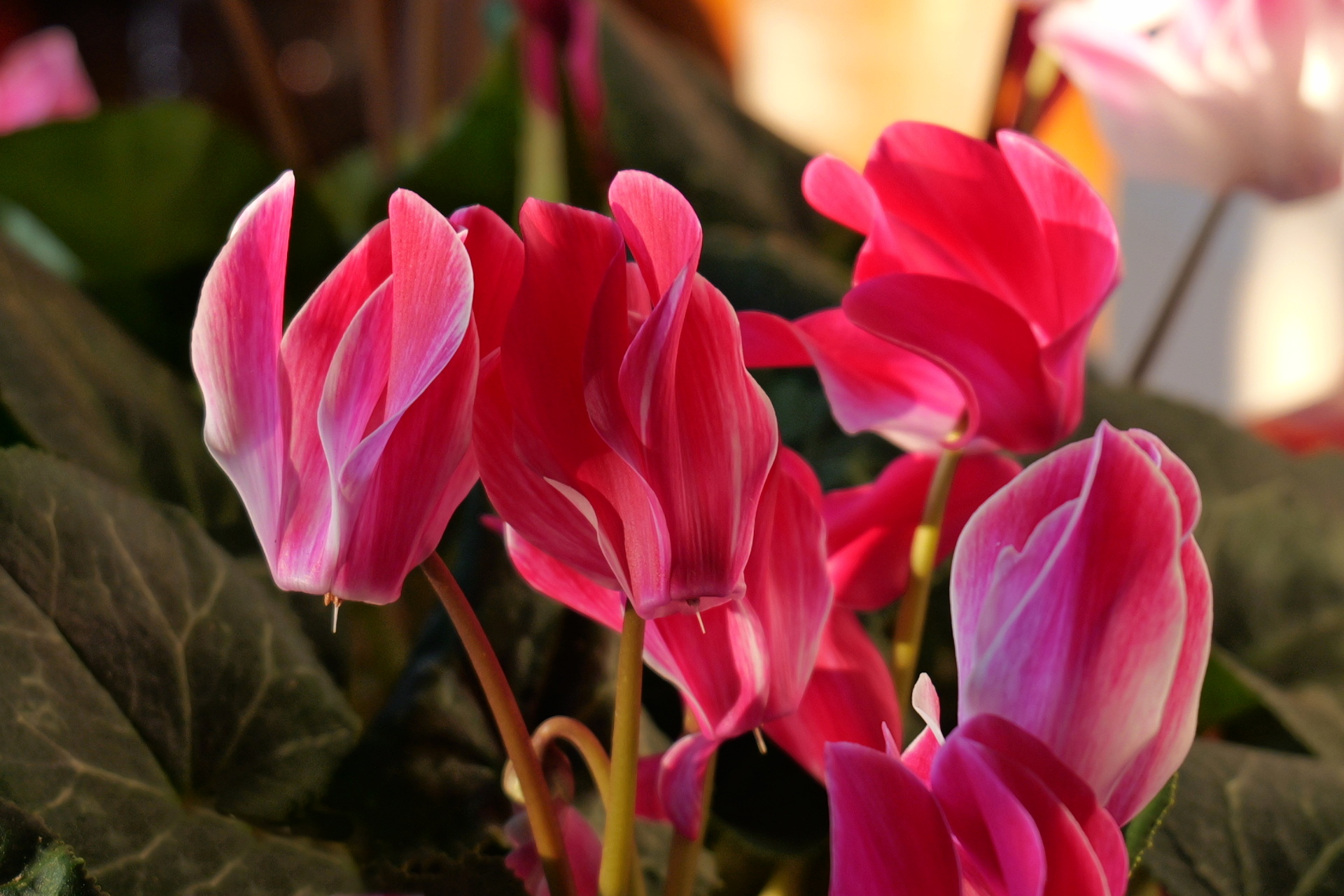 Le Sinuose volute del Ciclamino