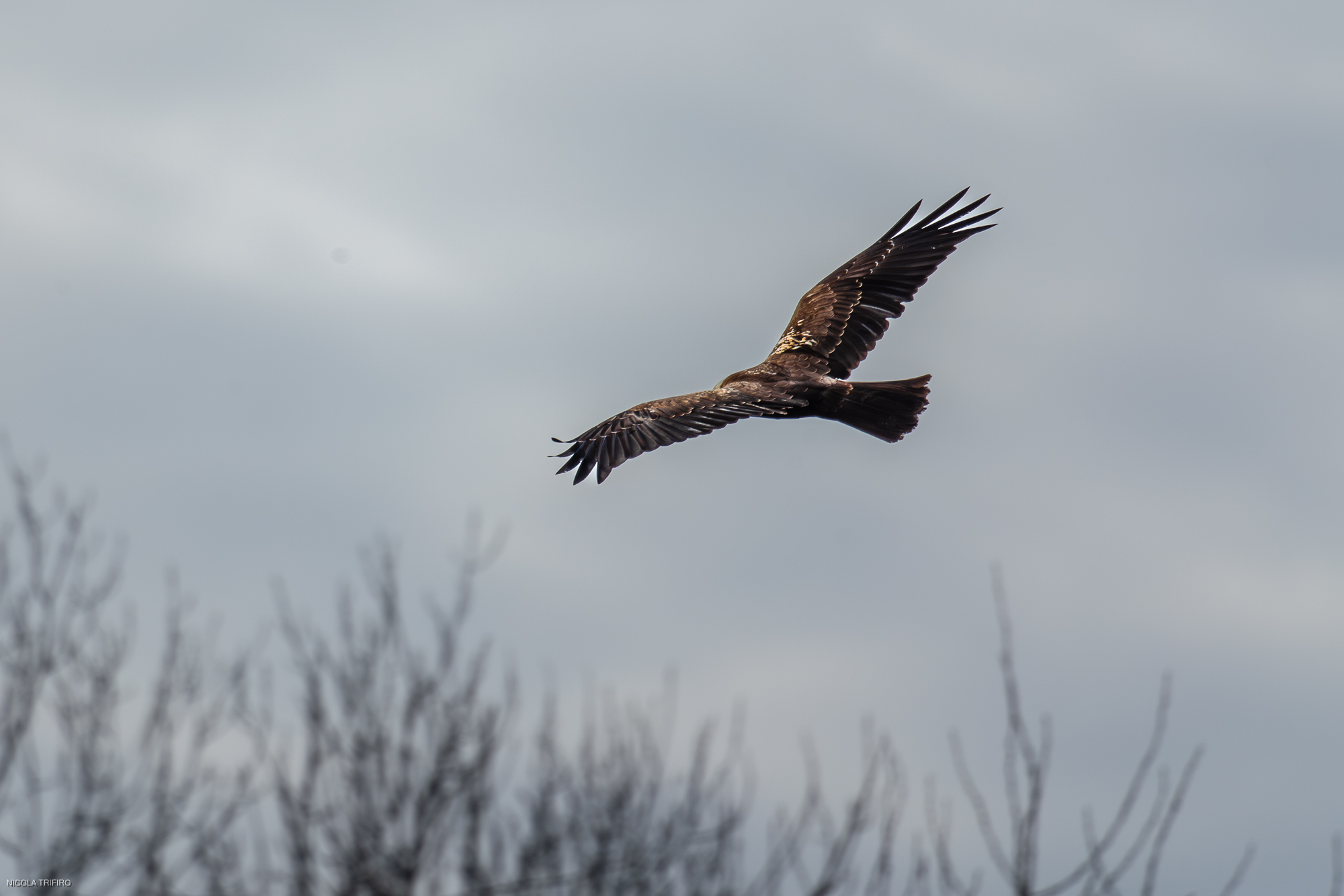Marsh Harrier in the morning fog