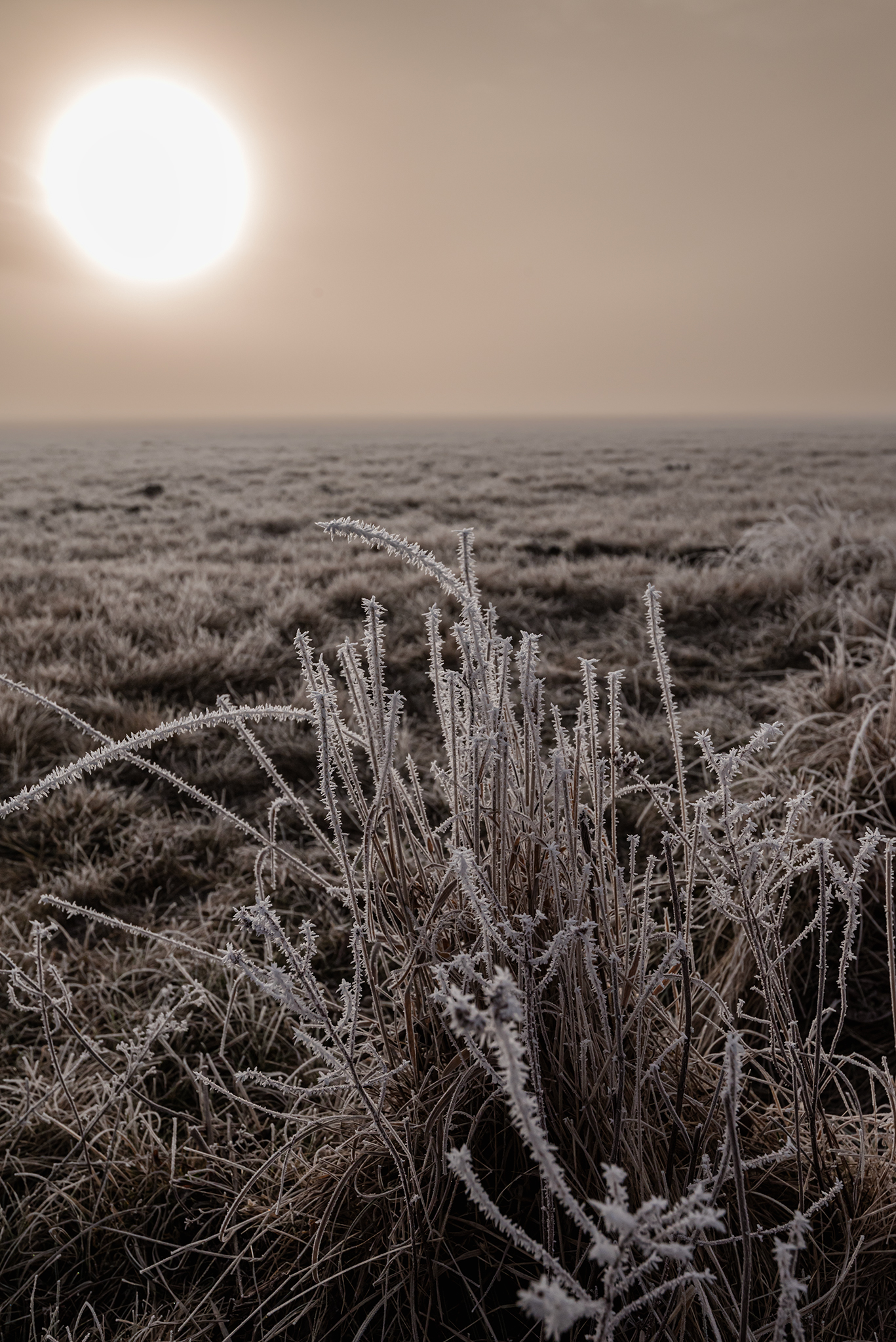 Frost in the plain
