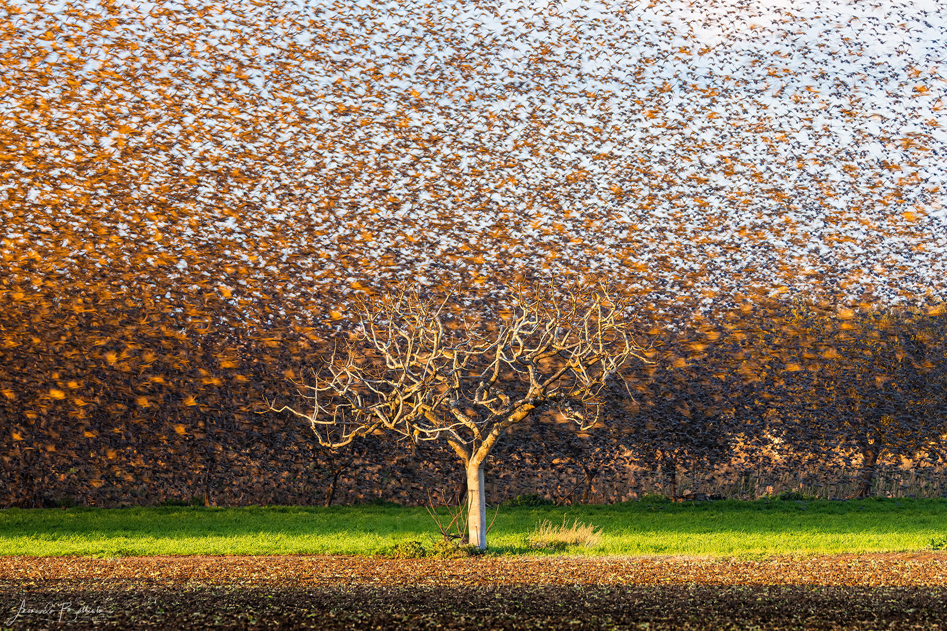Like dead leaves torn by the wind