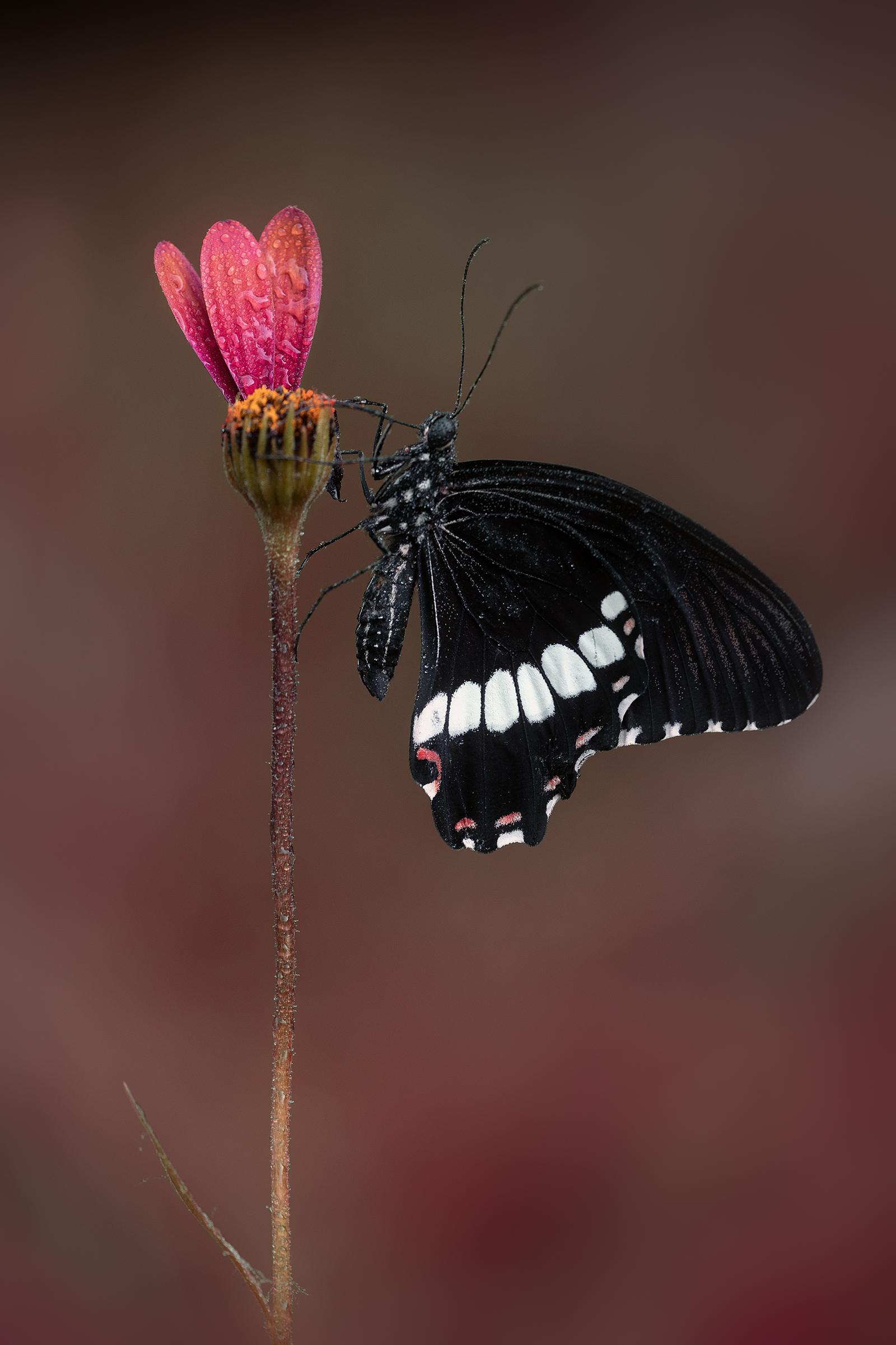 Papilio polytes