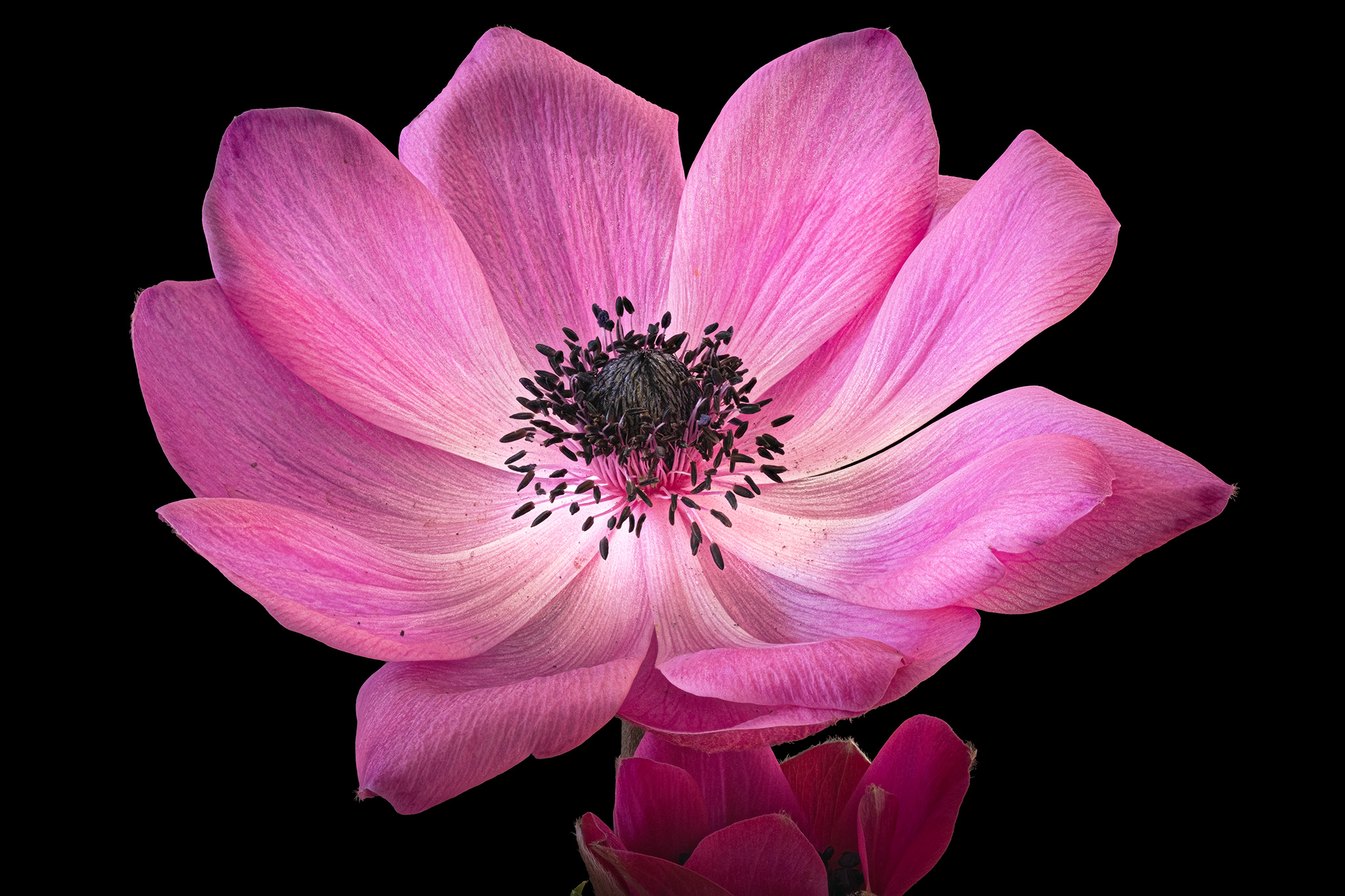 Anemone