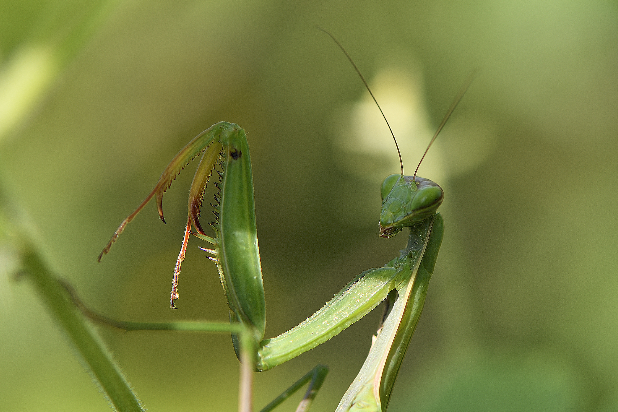 Mantis