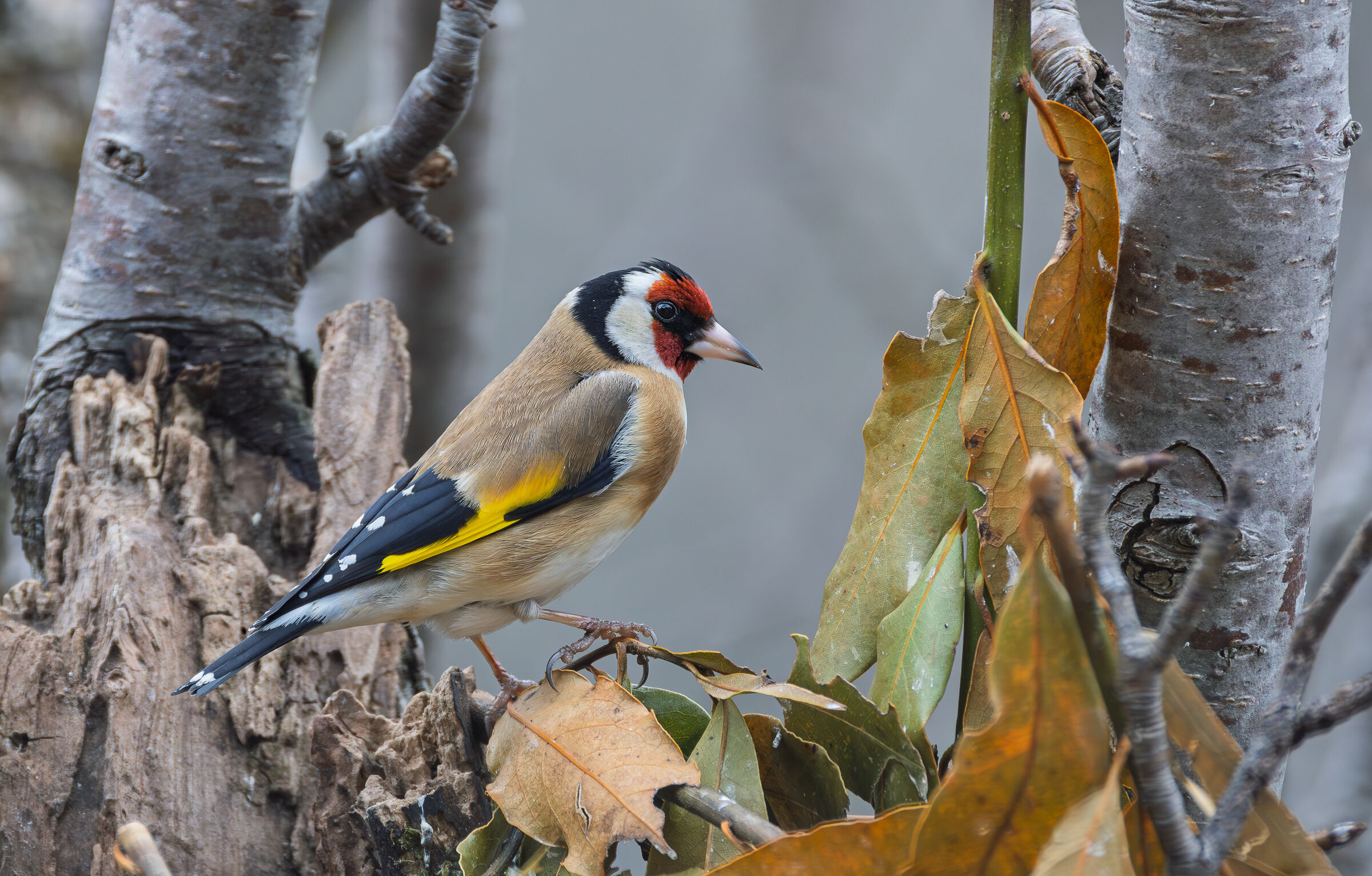 Goldfinch