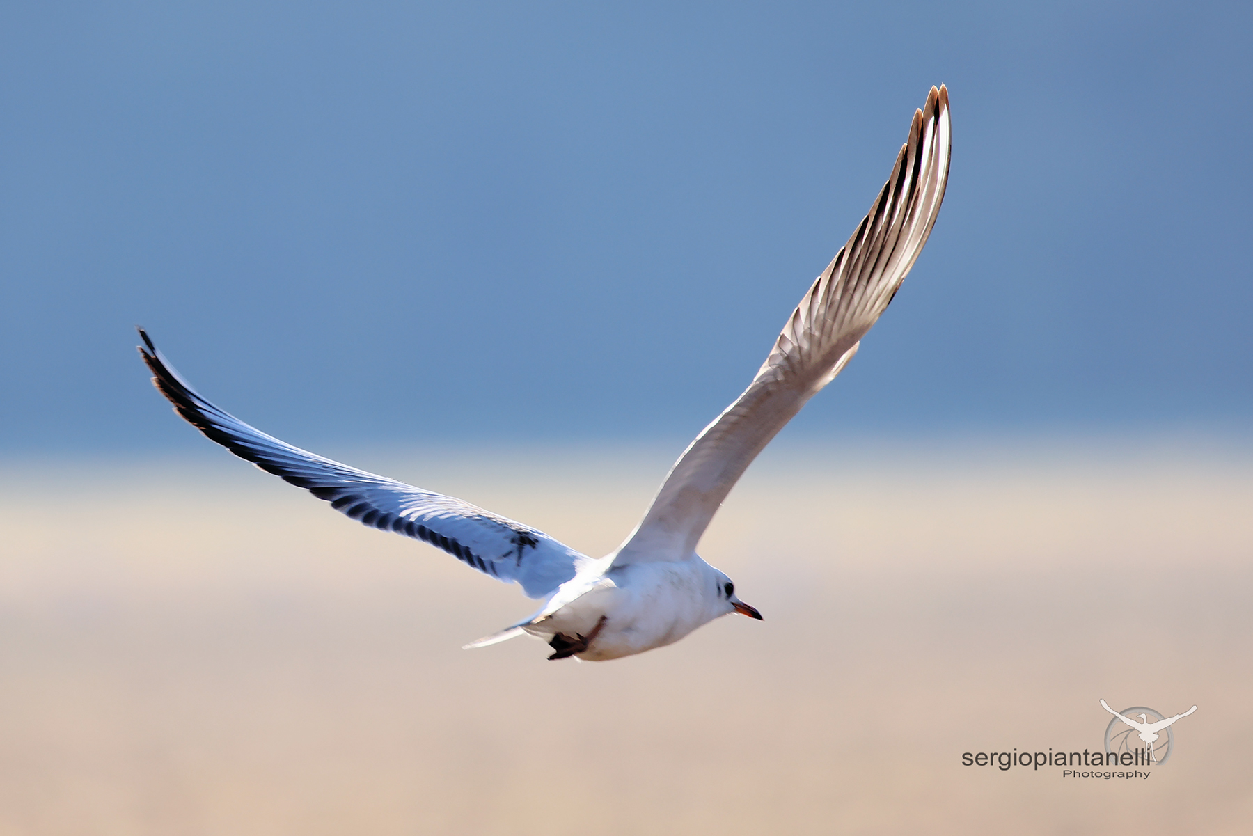 Le ali della libertà