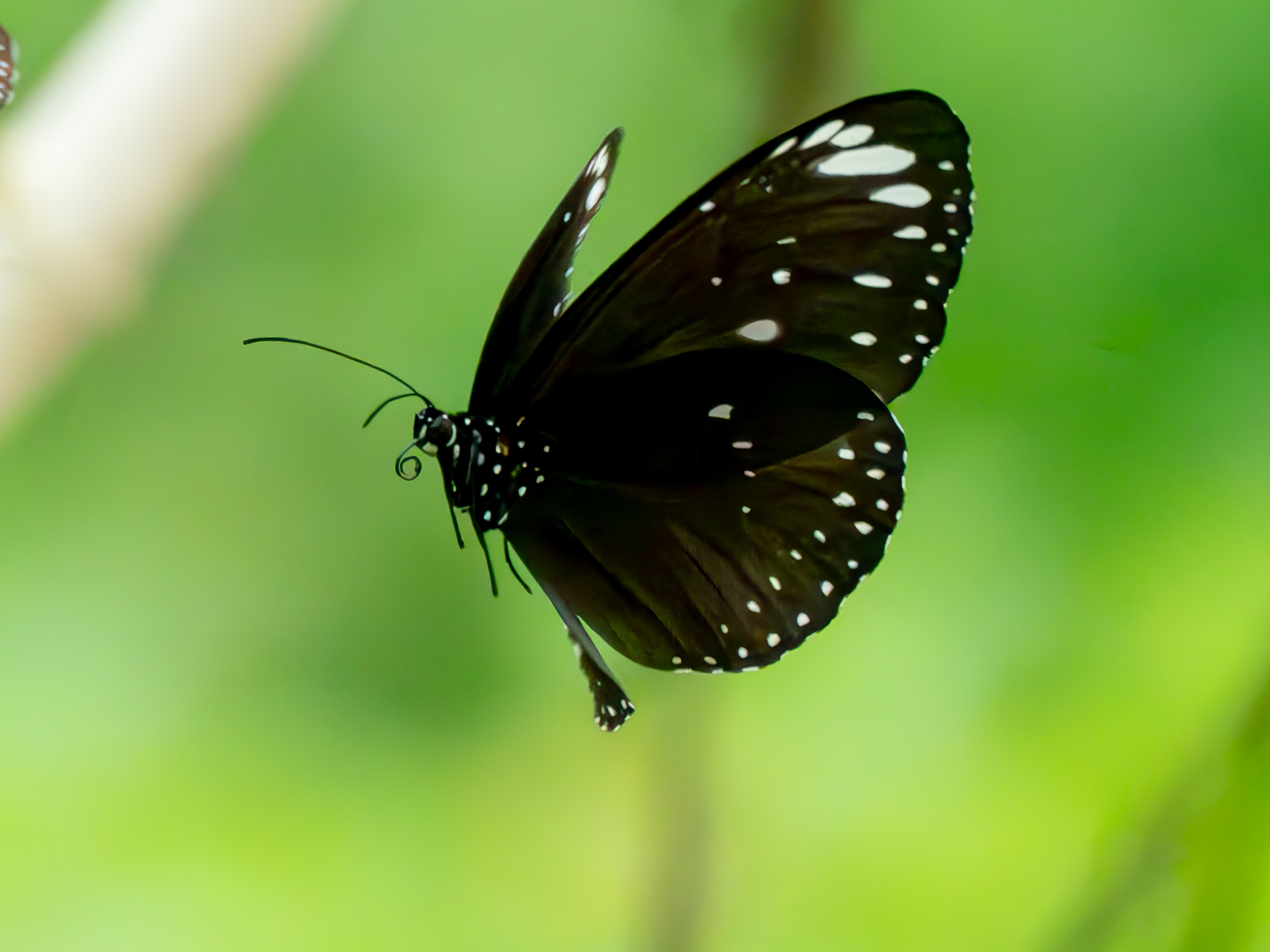 In volo
