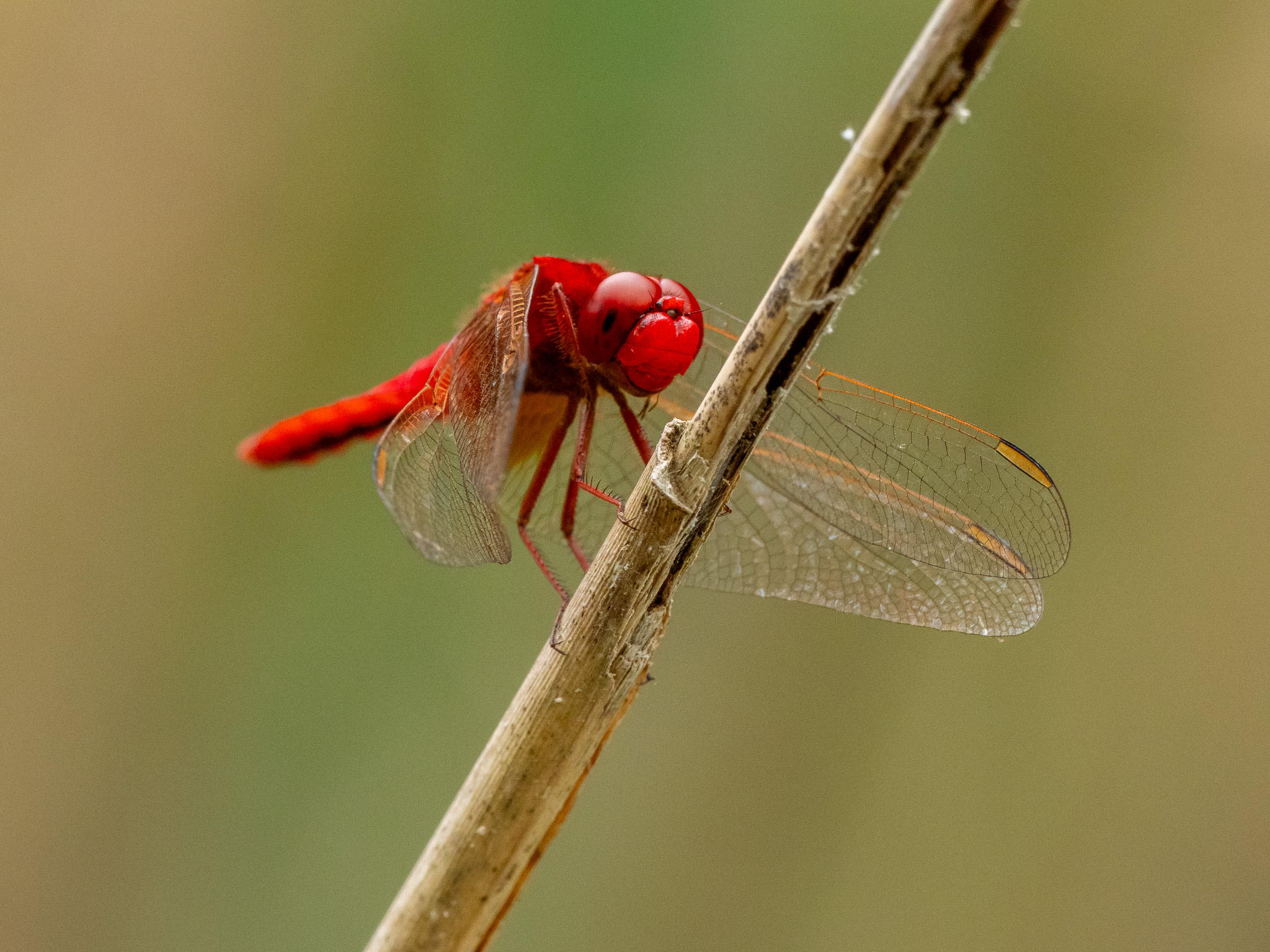 Dardo rosso