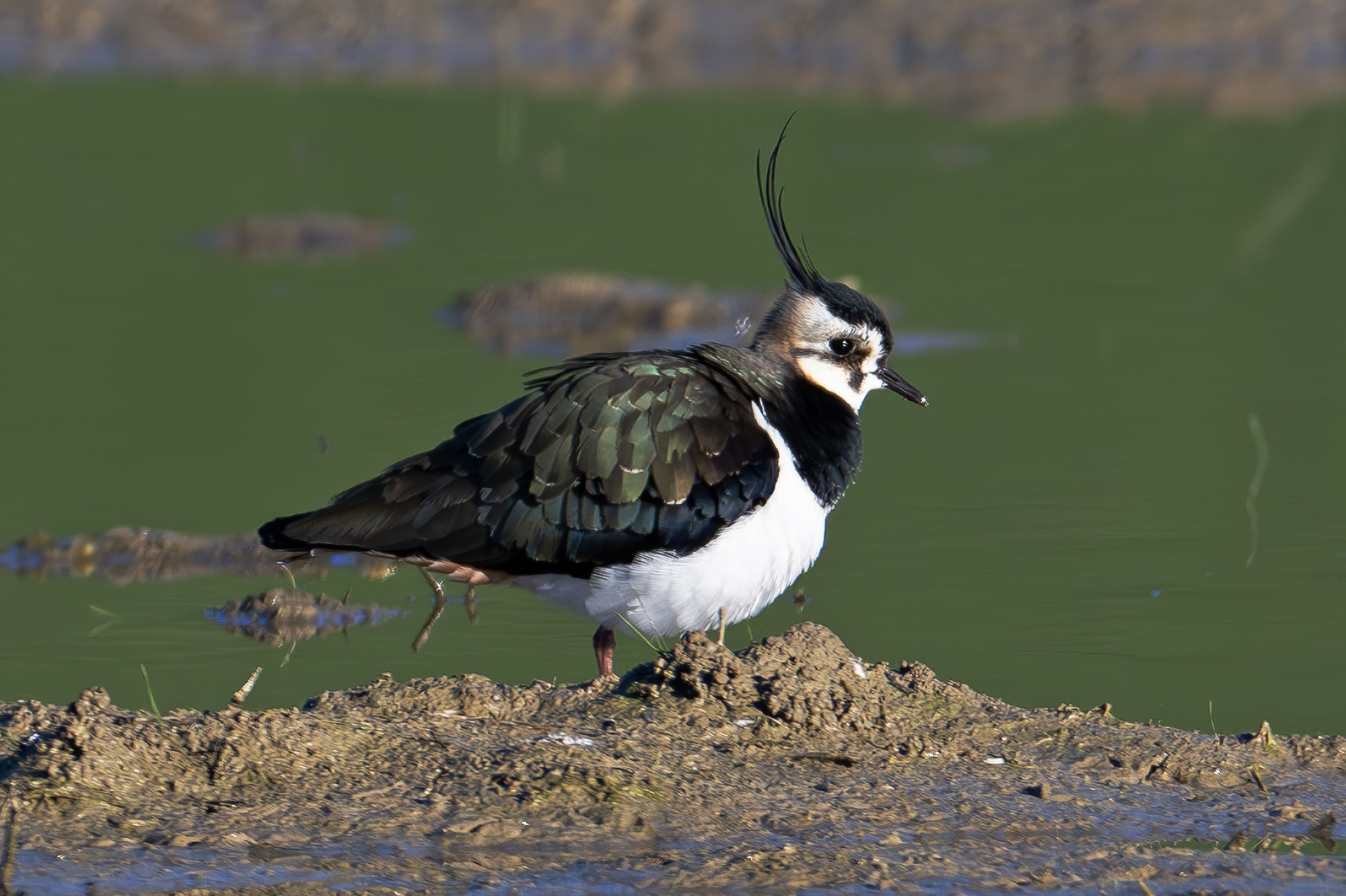 The colors of the lapwing