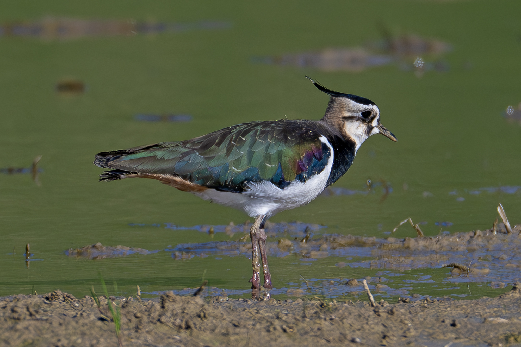The colors of the lapwing