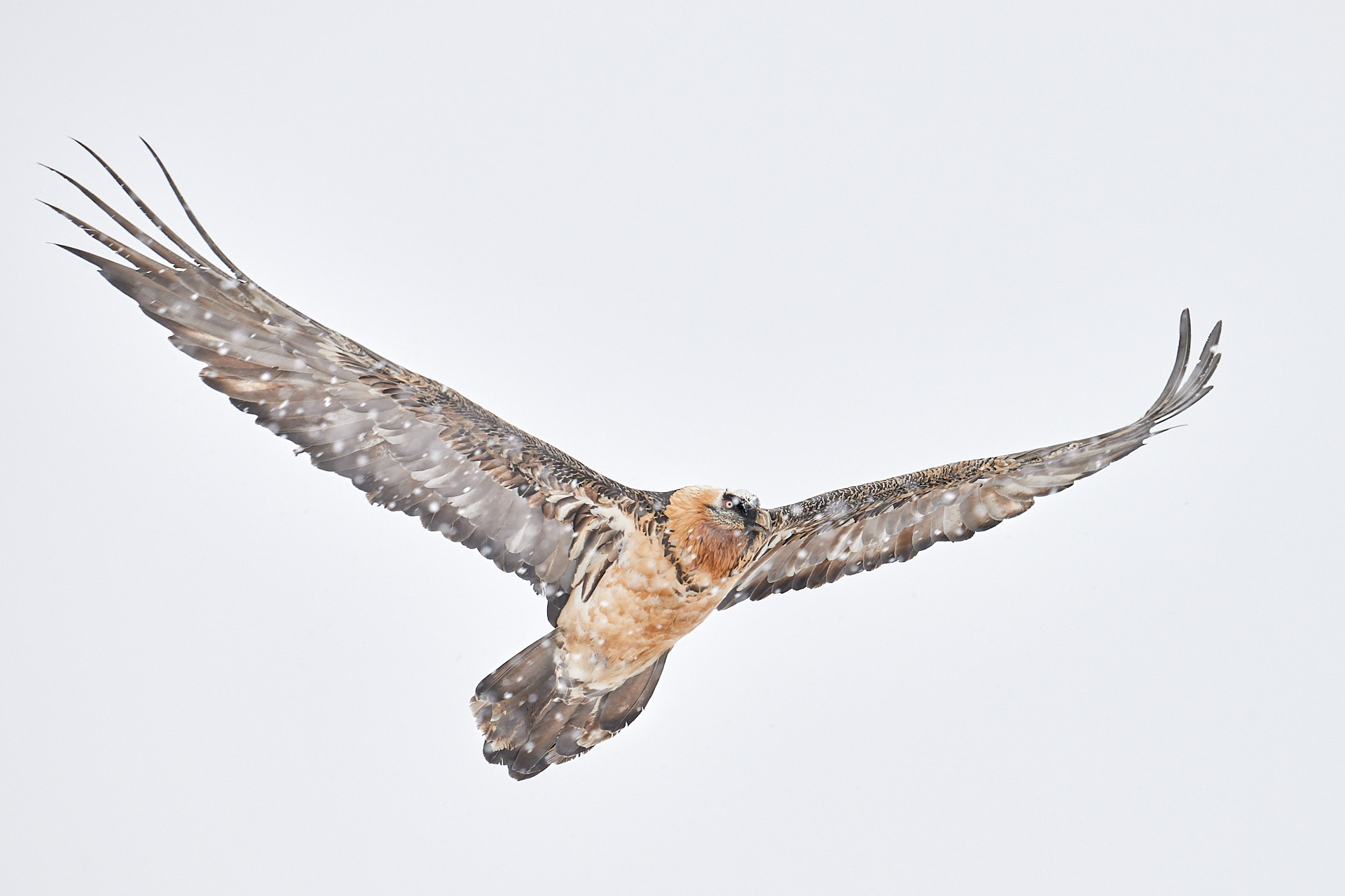 Bearded vulture in beaten flight