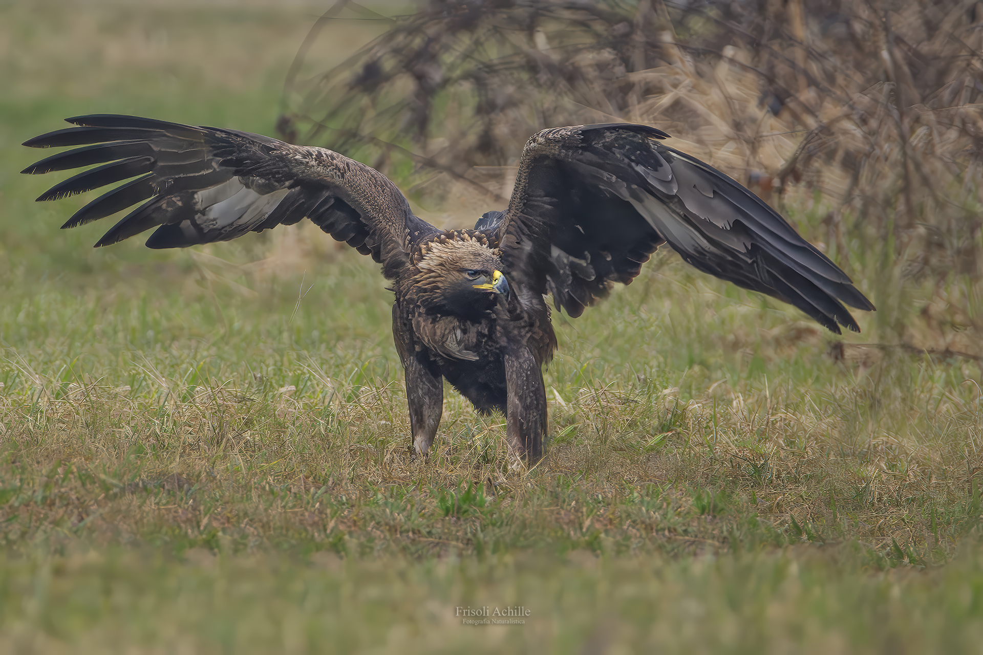 Golden Eagle ( Aquila chrysaetos )