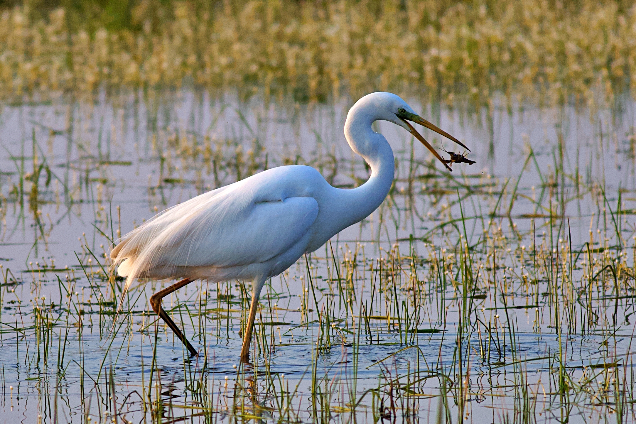 White Heron and Shrimp