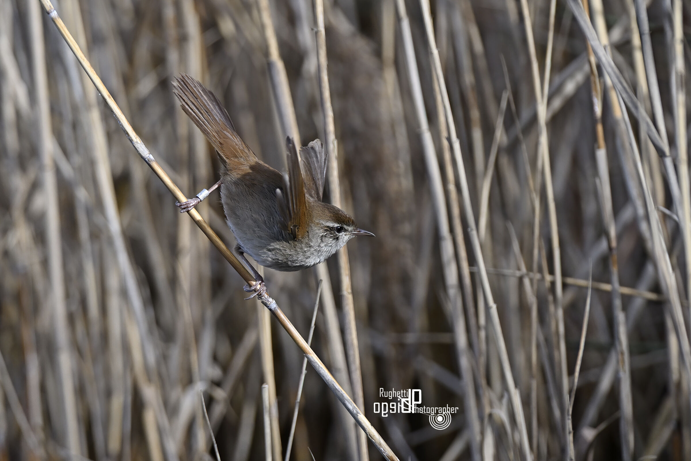 River nightingale