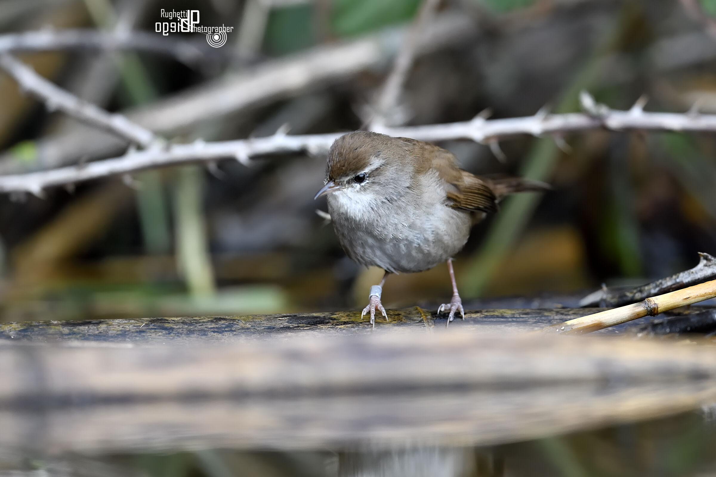 River nightingale