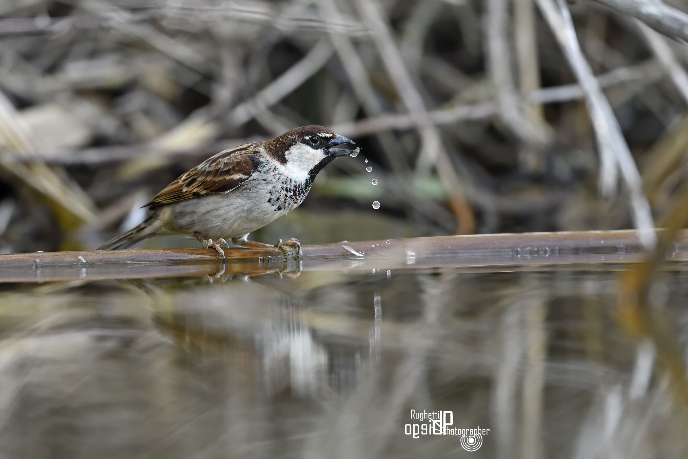 Sparrow