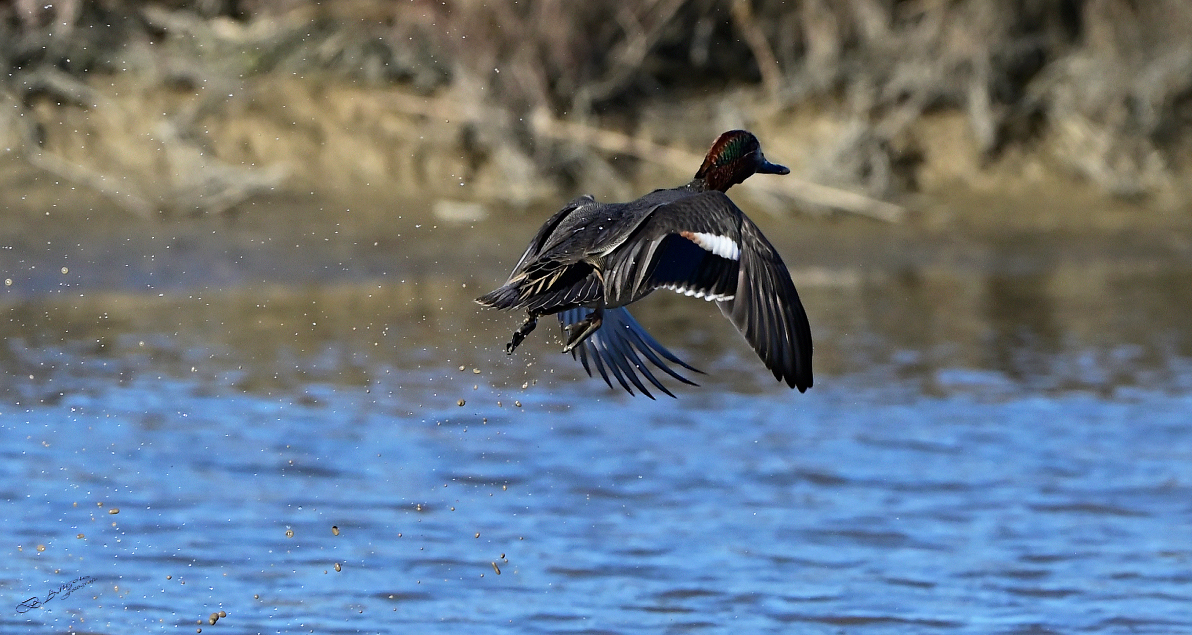 " Alzavola " (maschio)