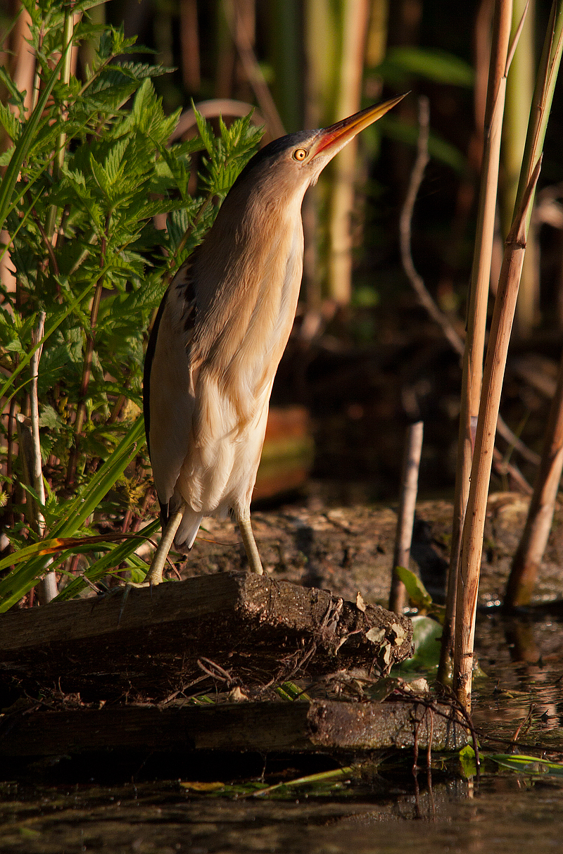 Tarabusino the morning