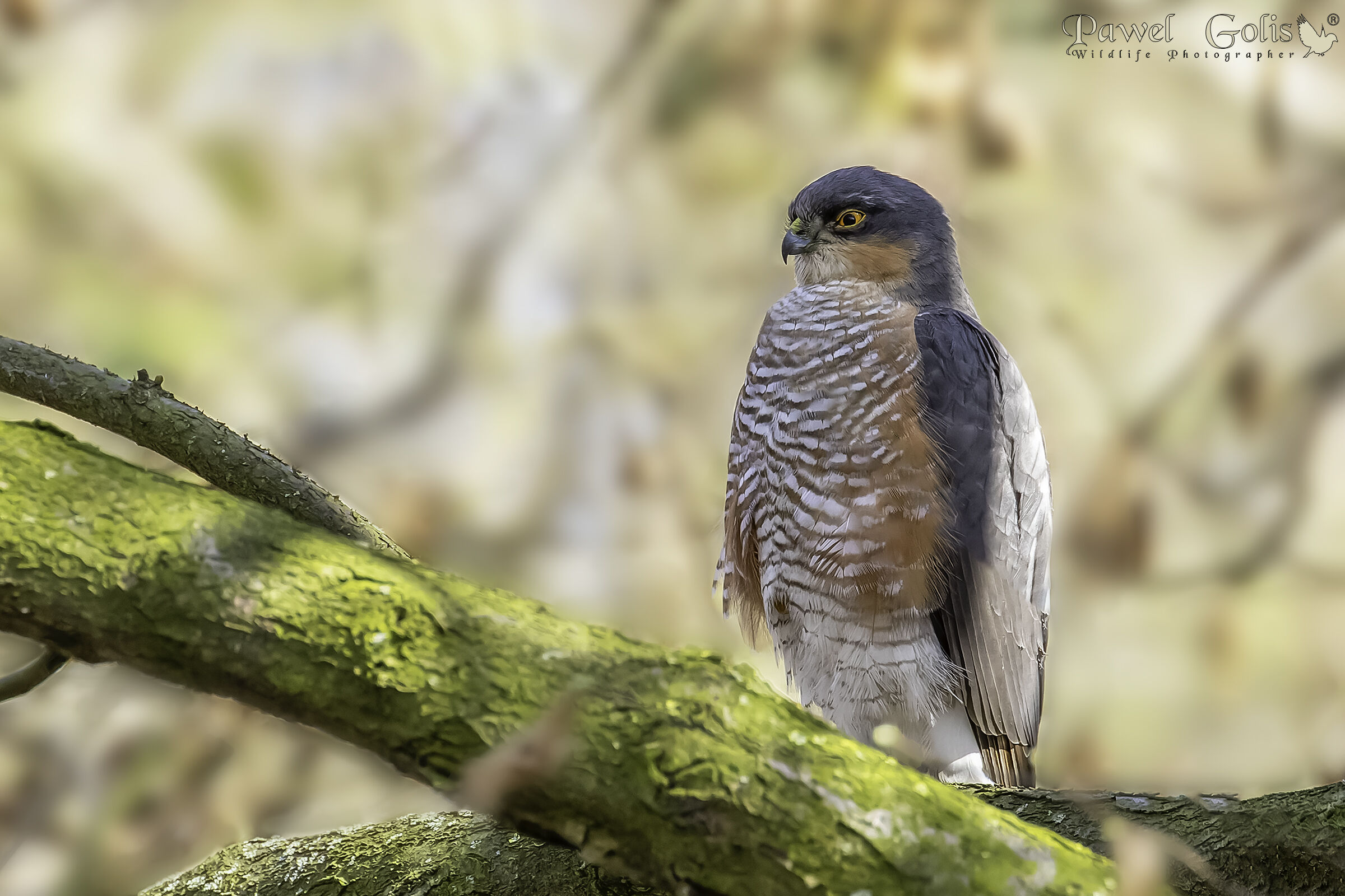 Sparviero (Accipiter nisus)