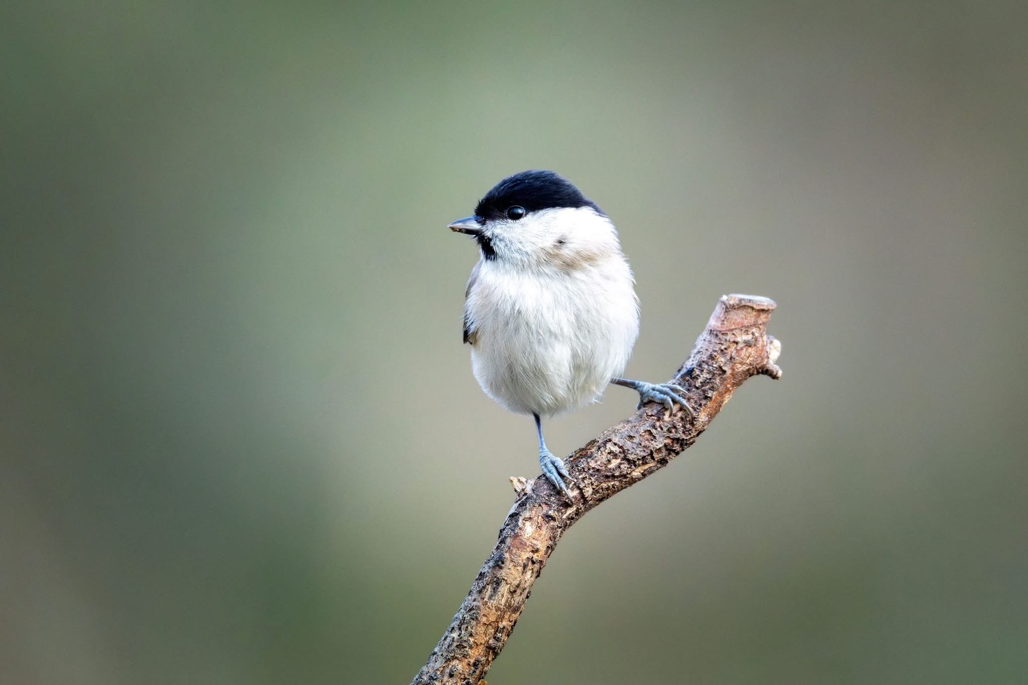 Cincia bigia