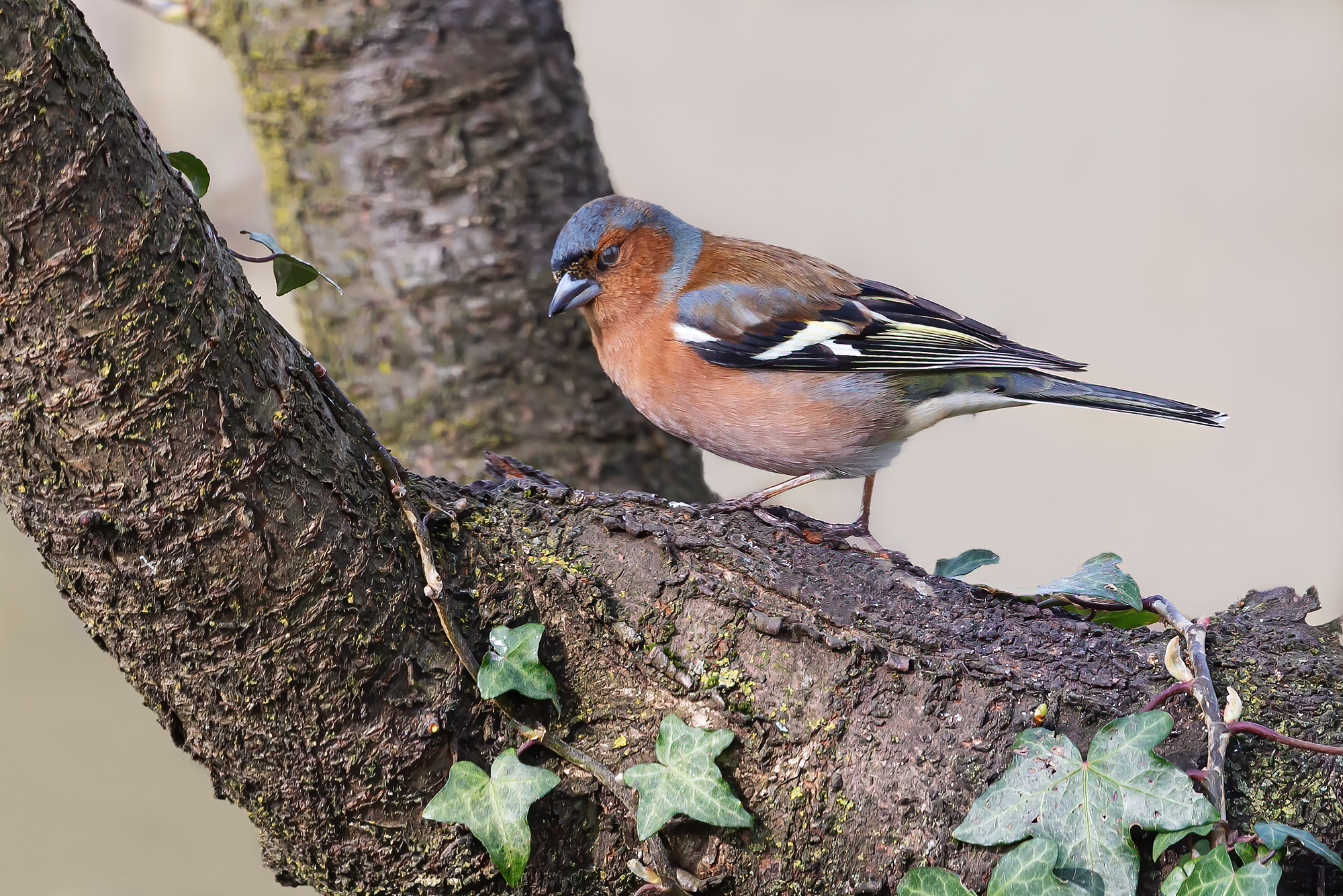 Chaffinch