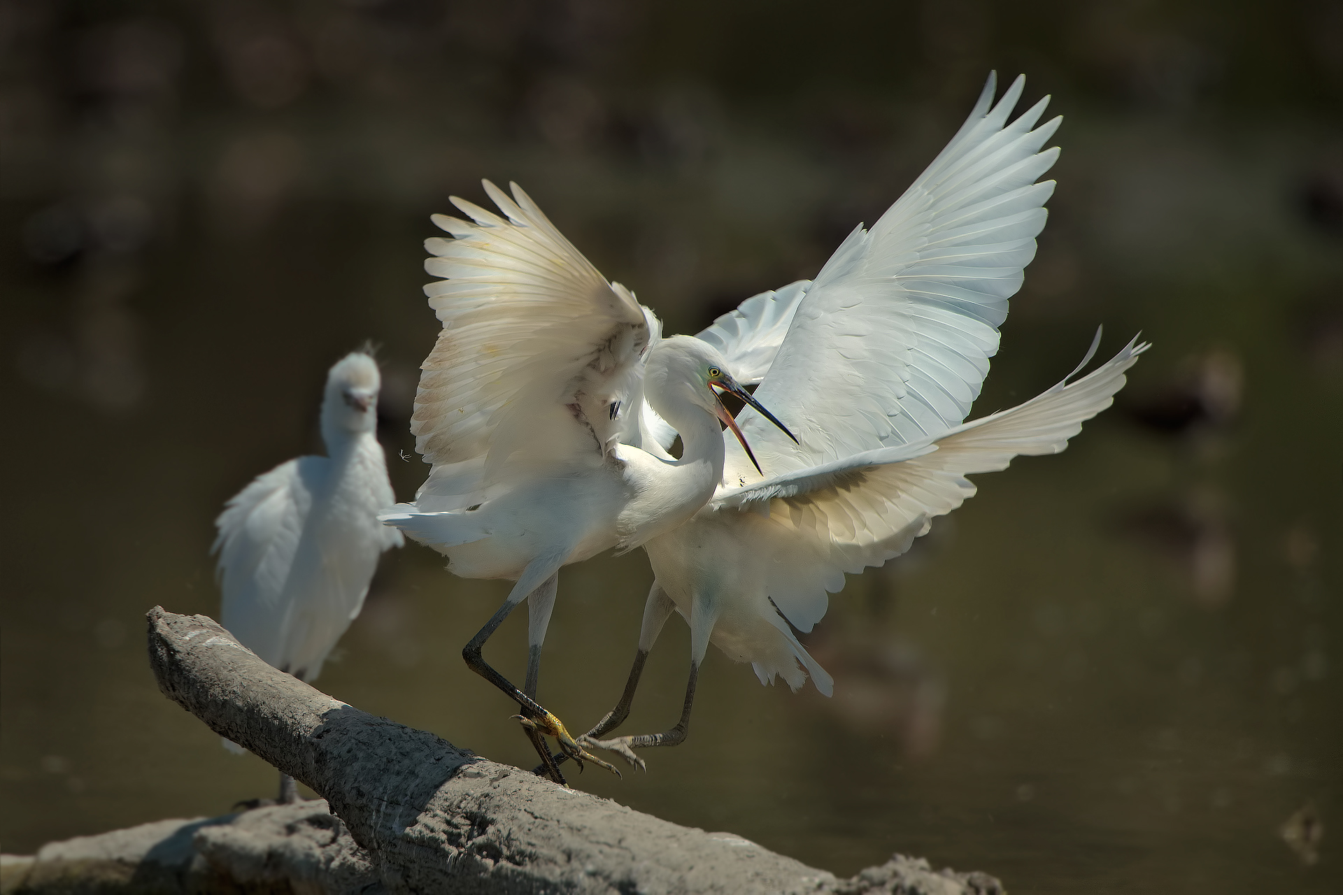 Egrets Fightin '