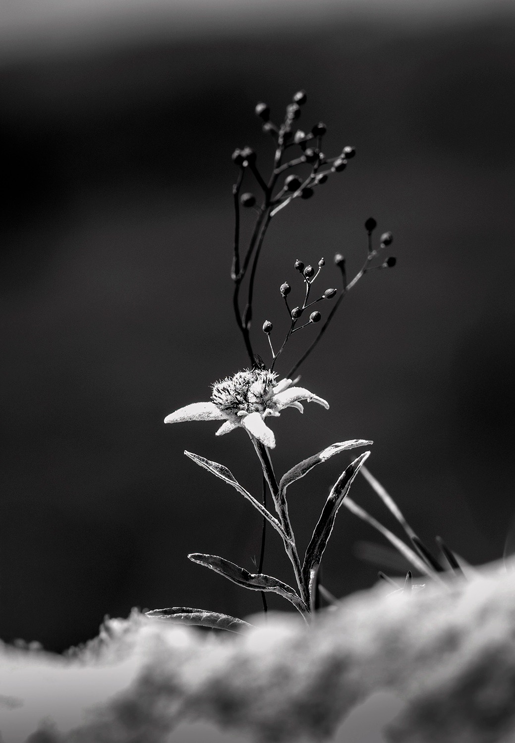 La regina delle Alpi