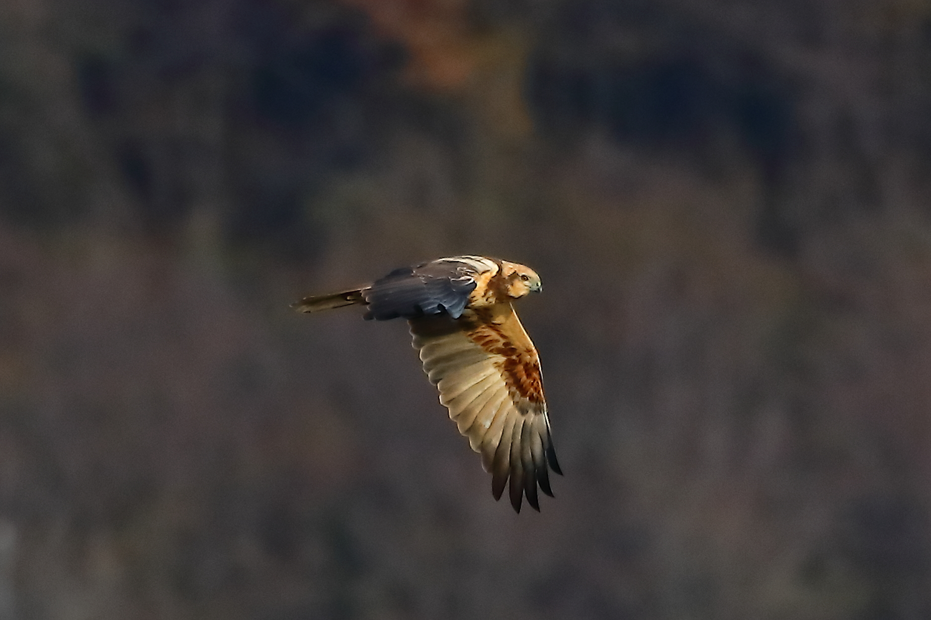 Falco di palude F 18 dicembre 2022 - 0339