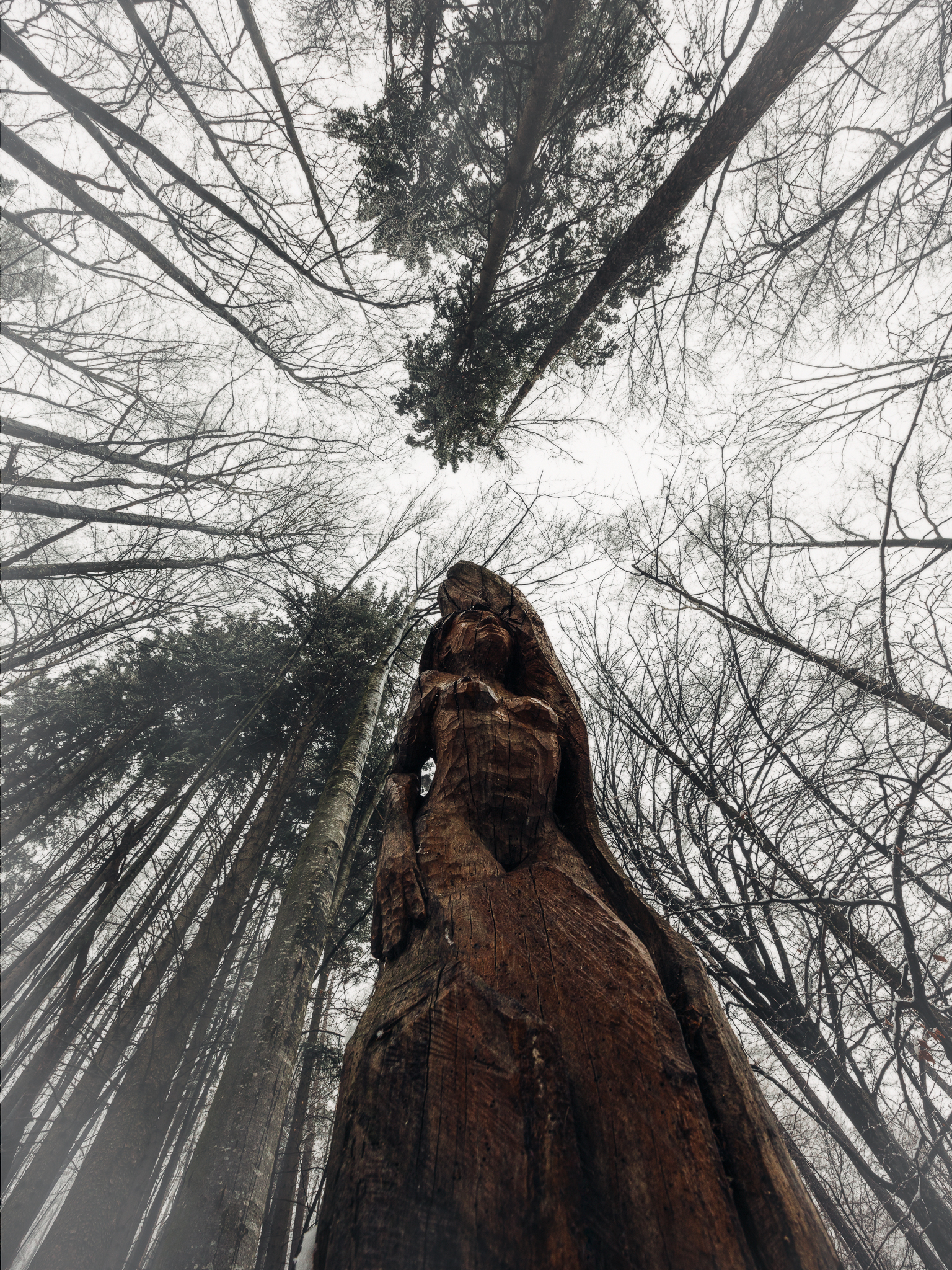 The Fairy in the Woods