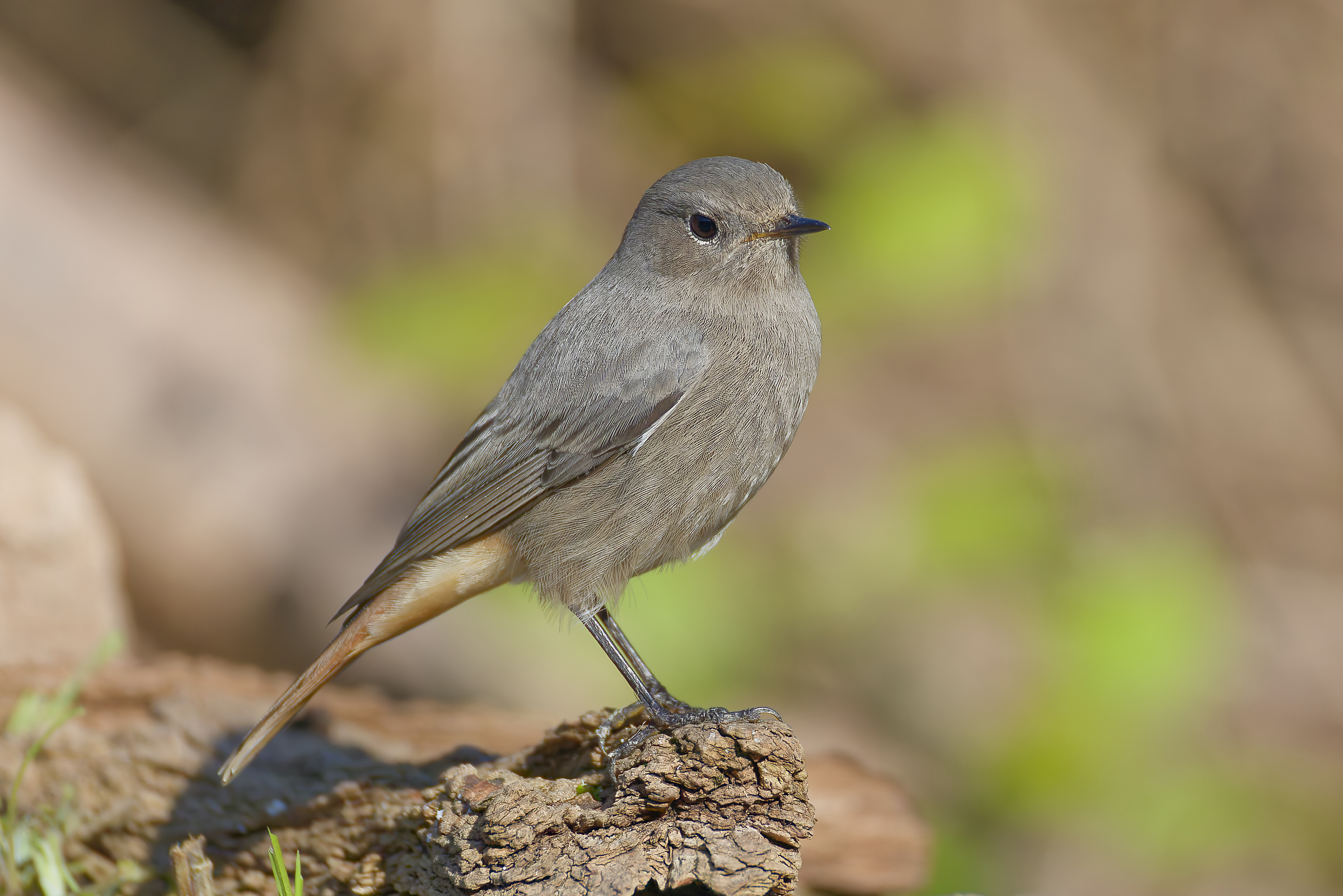 Redstart