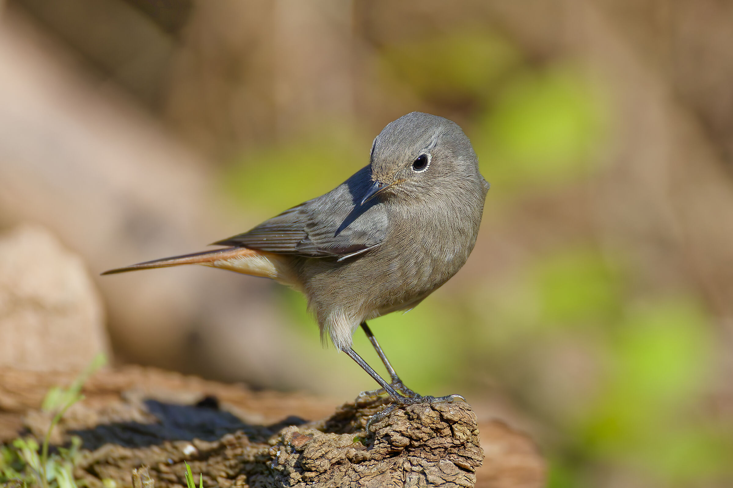 Redstart