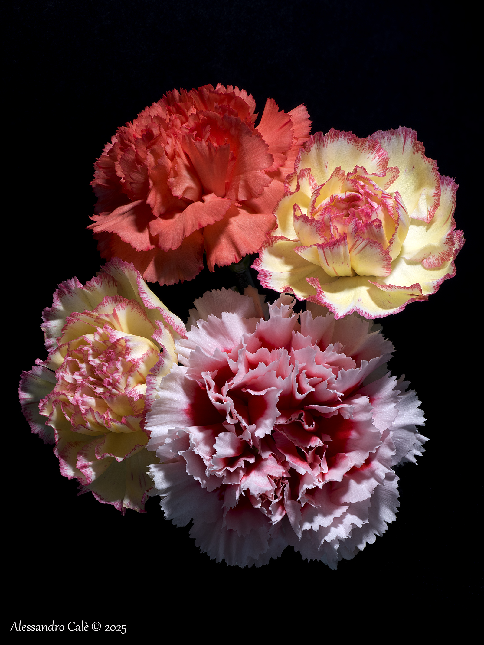 Carnations 8596_8608 FS