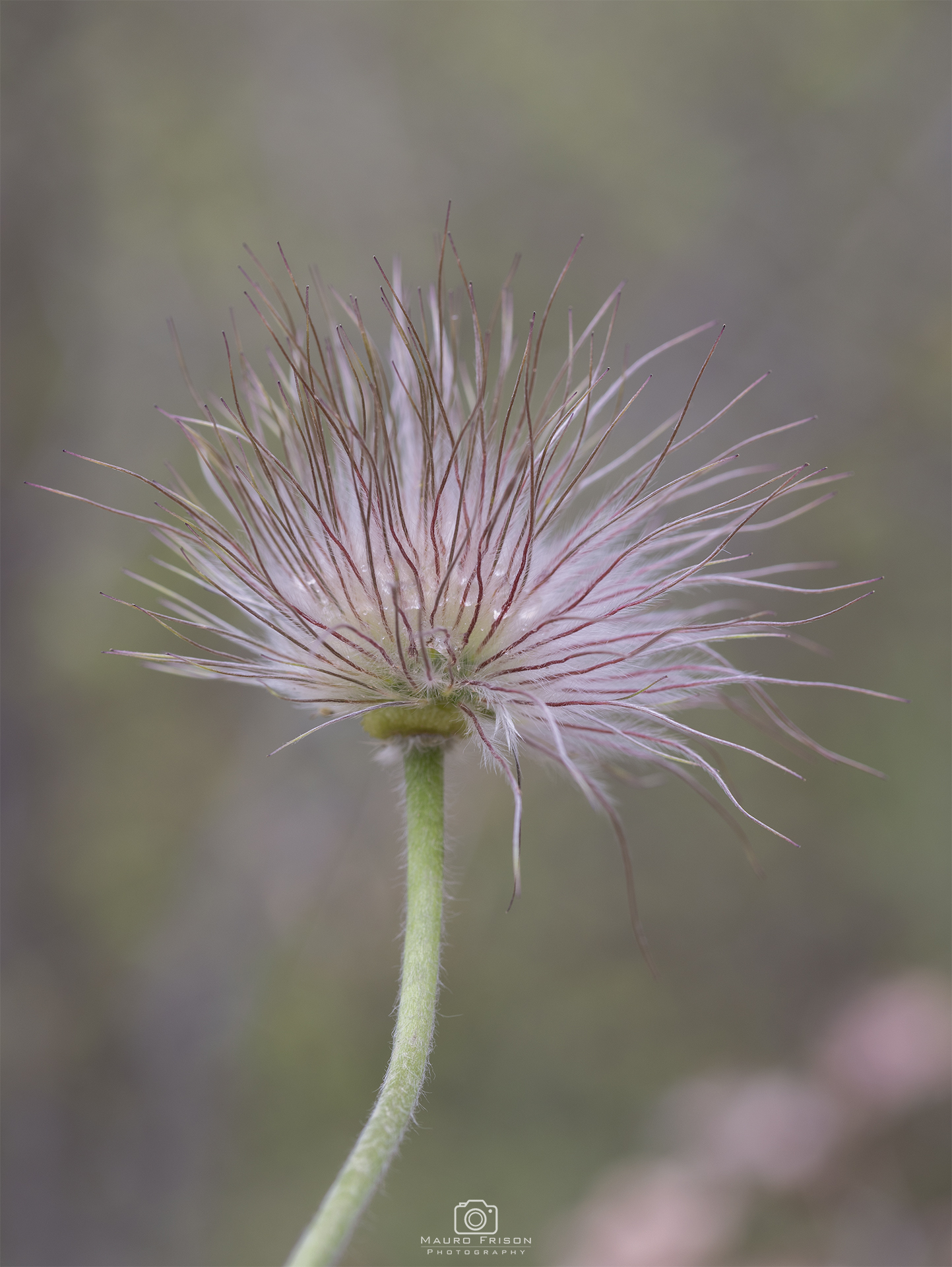 Pulsatilla Montana, after flowering