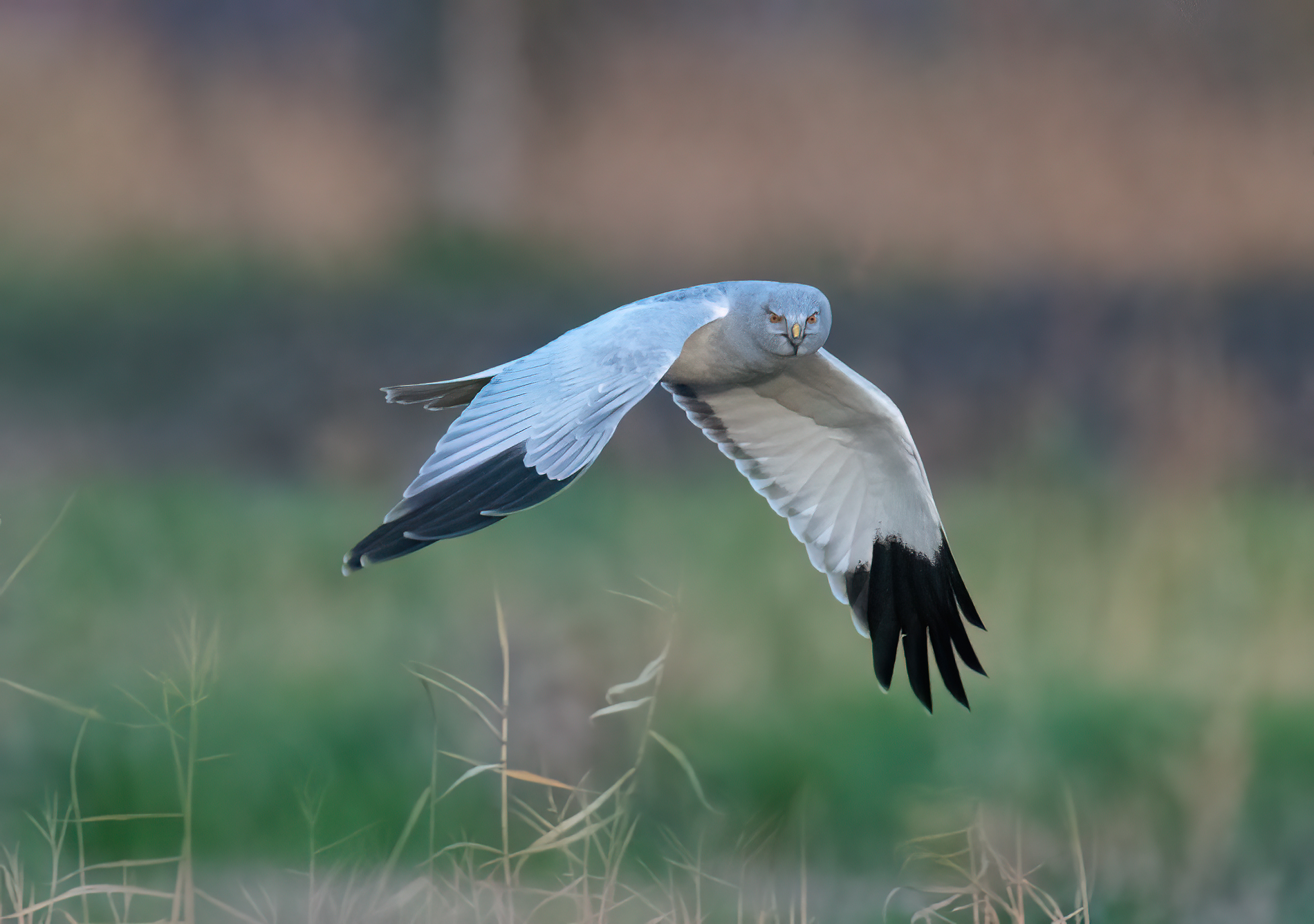 Male hen harrier