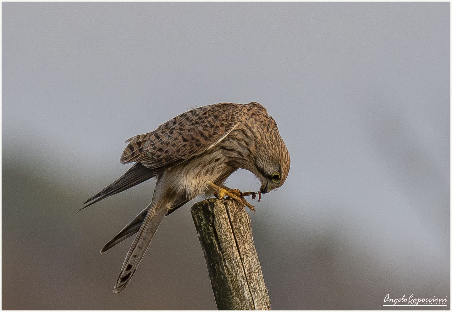 Kestrel eats in a safe place