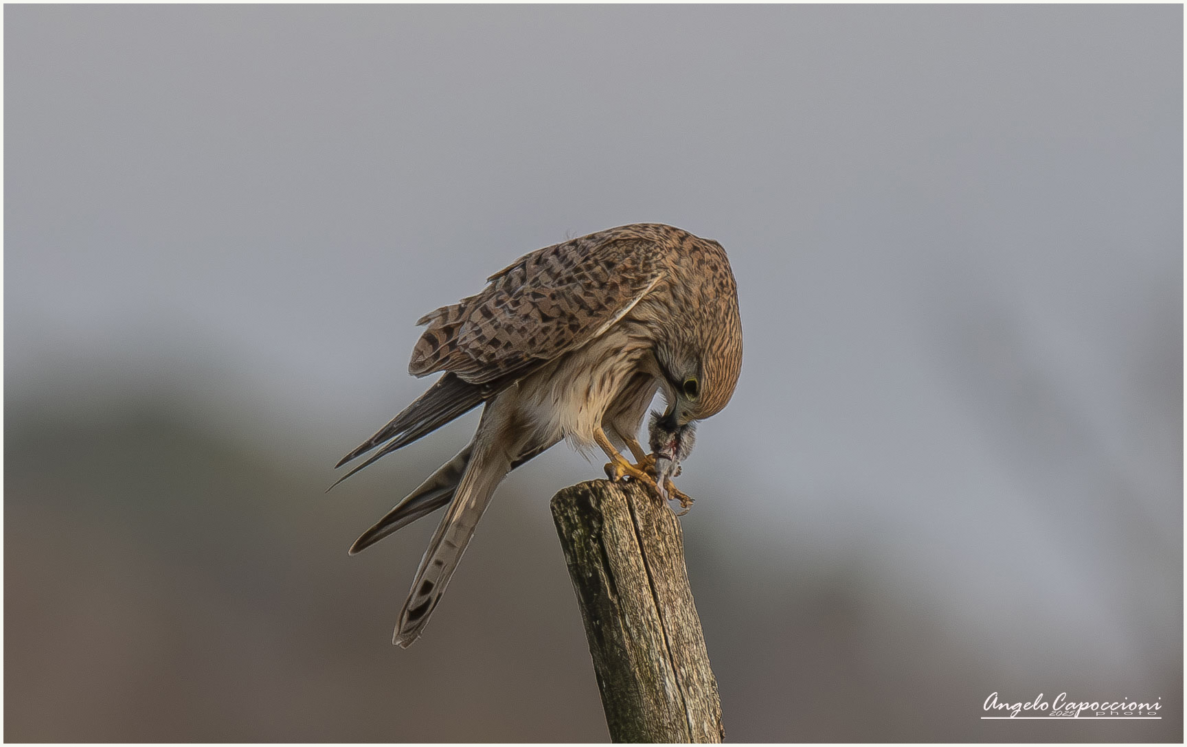 Kestrel eats in a safe place