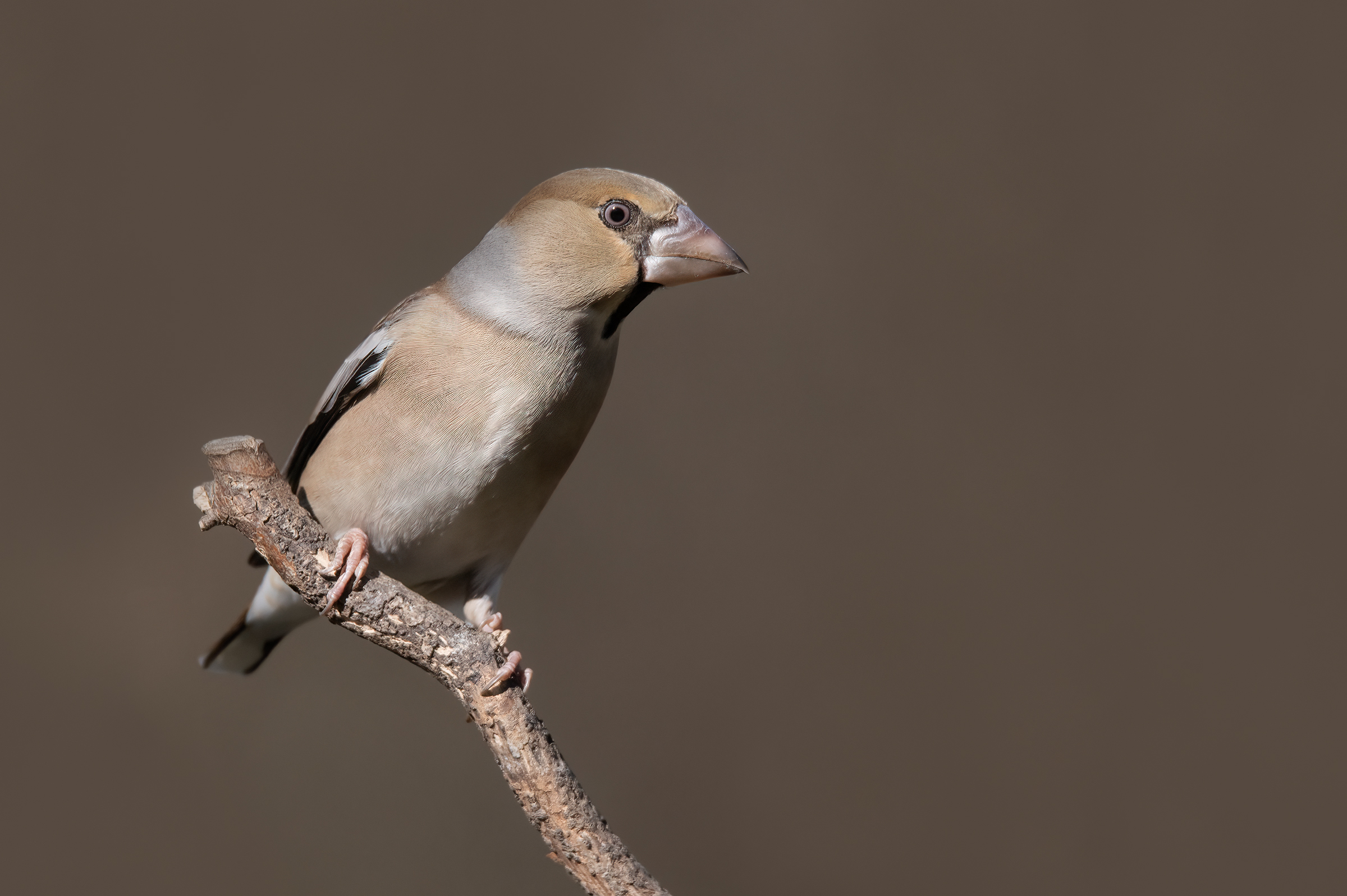 Hawfinch