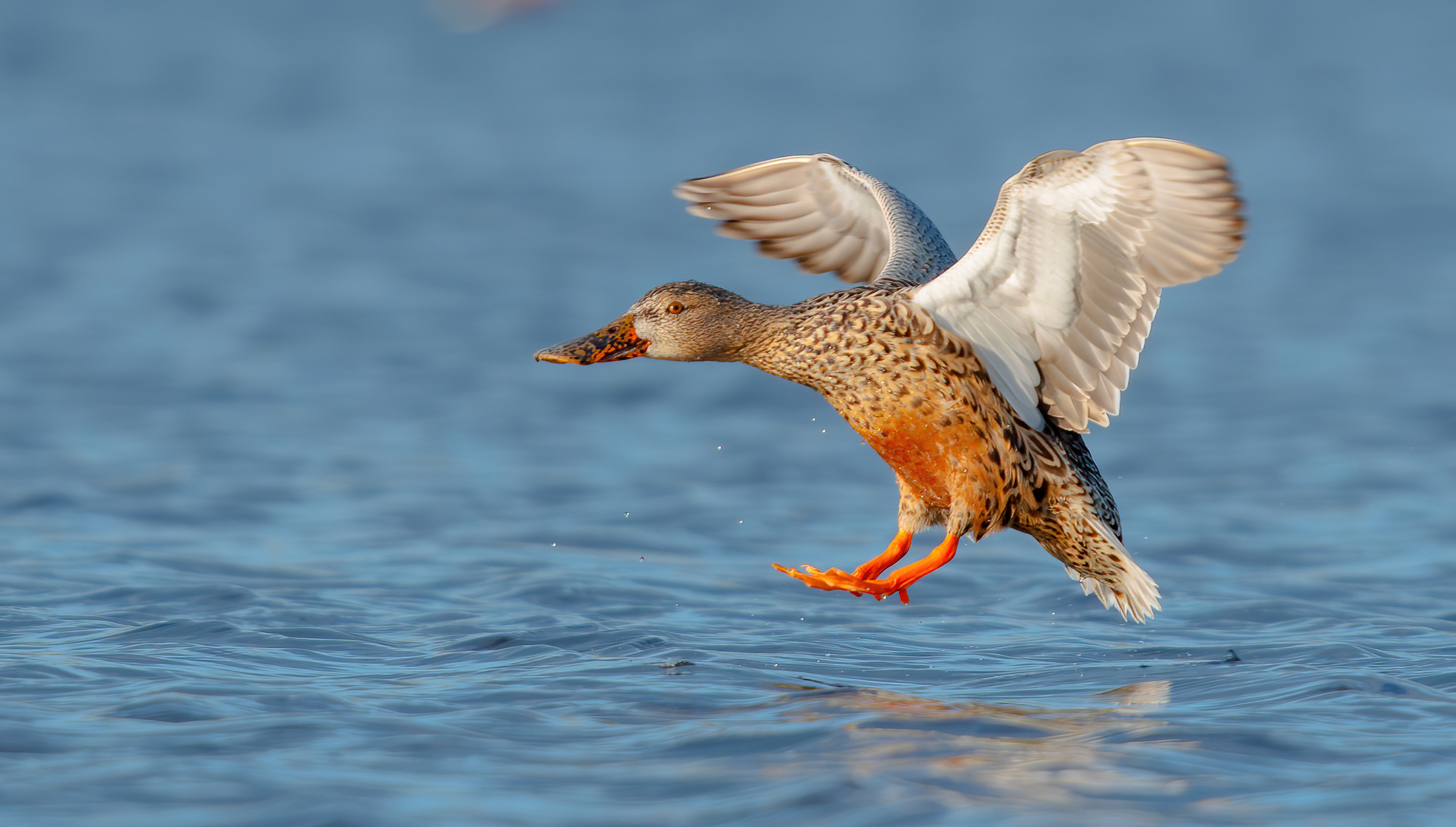 Mestolone settentrionale