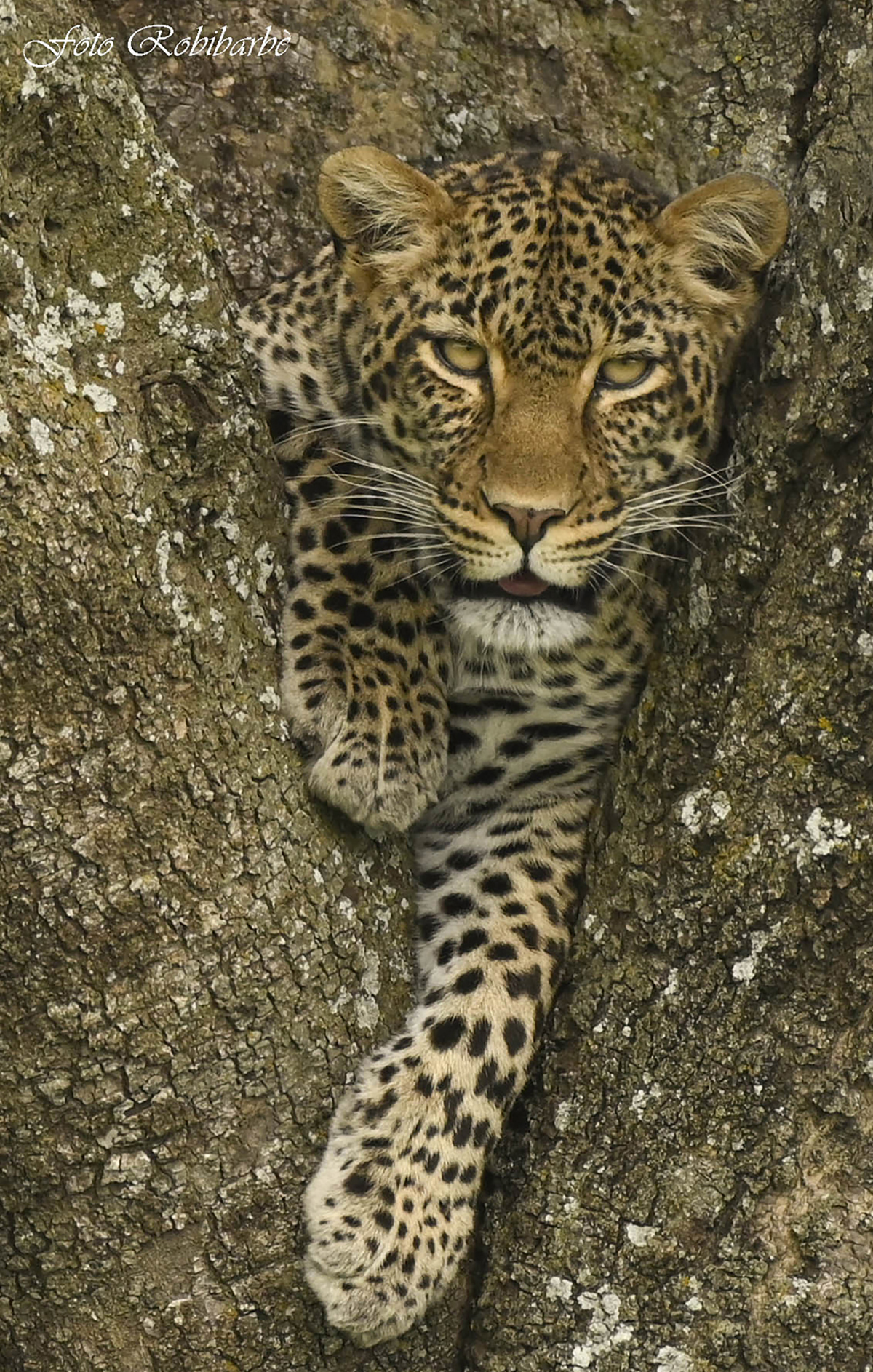 Che sguardo il Leopardo...