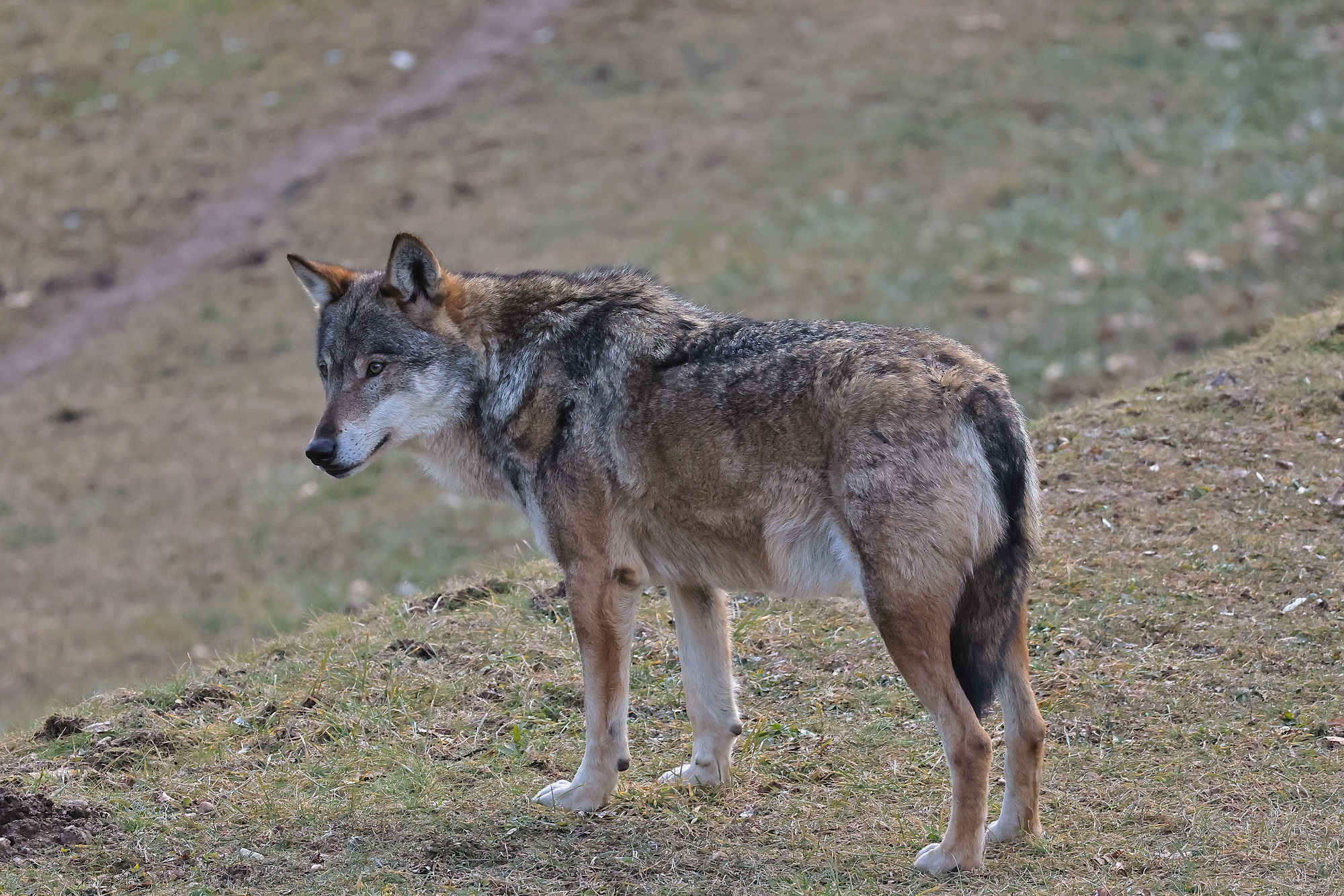 canis lupis.... in captivity