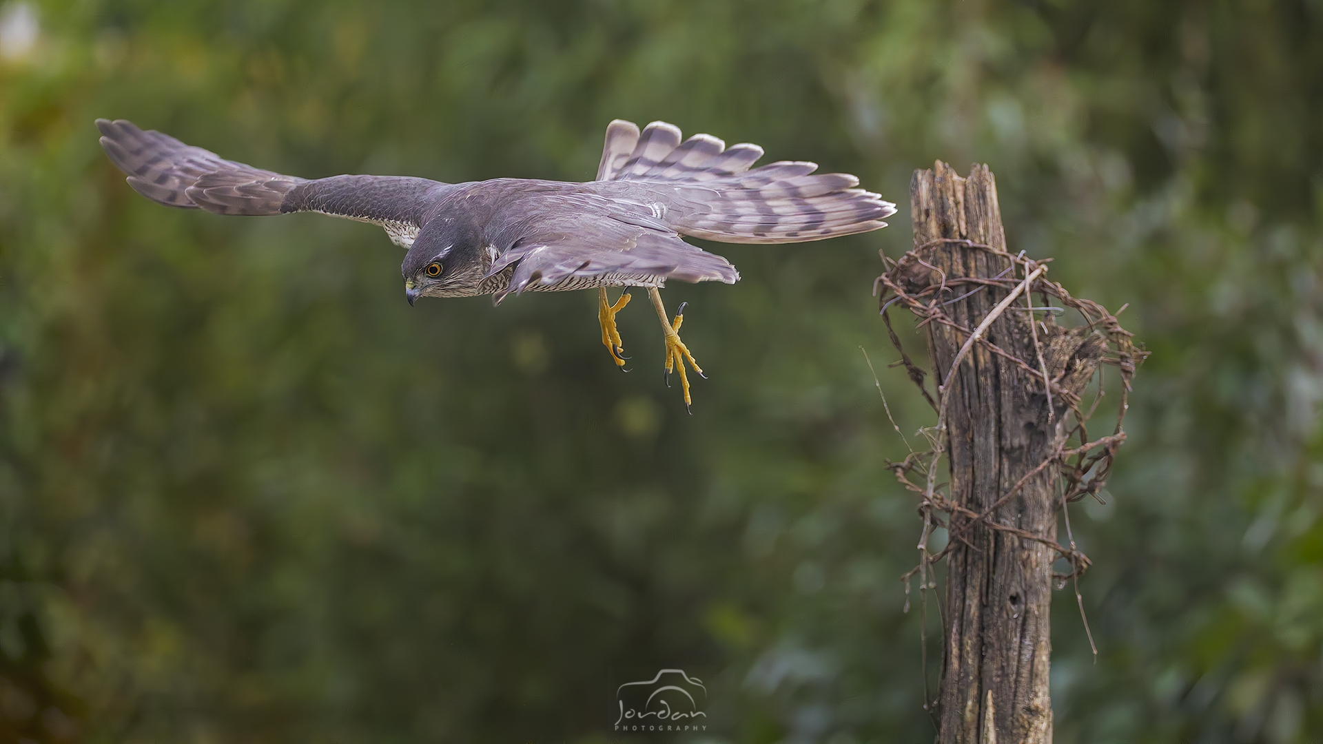 Lo Stacco dello Sparviere