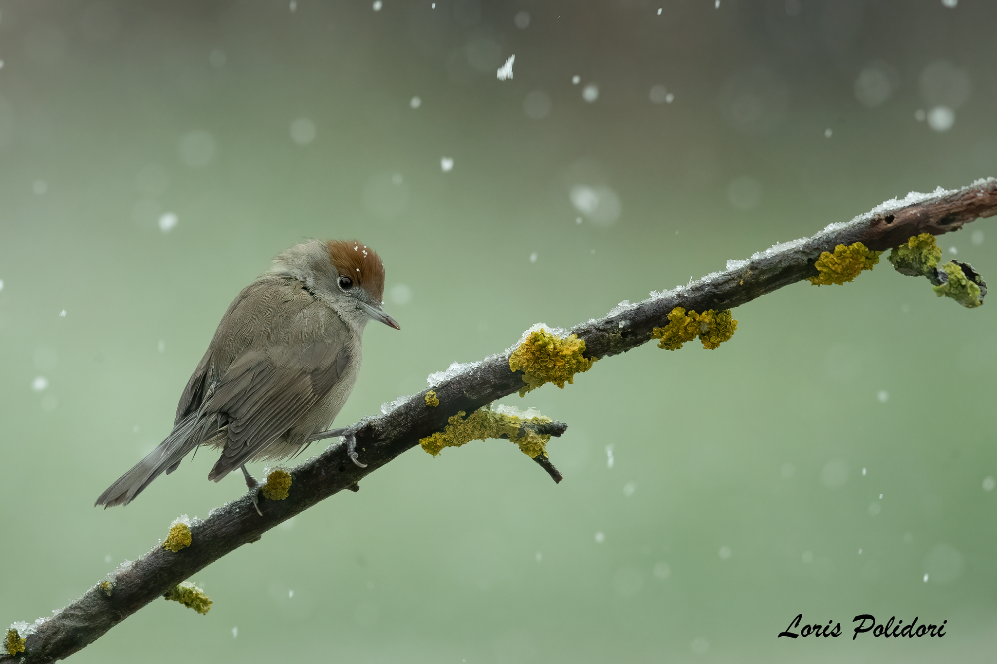 Blackcap under the snow