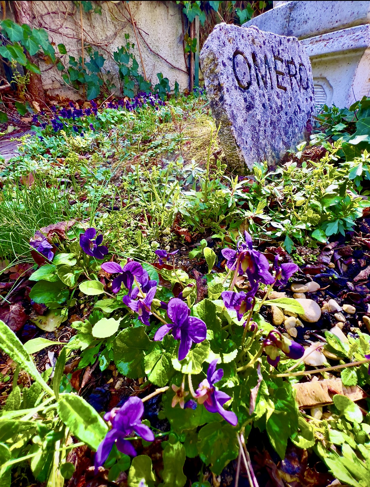 The Violets are back in bloom!