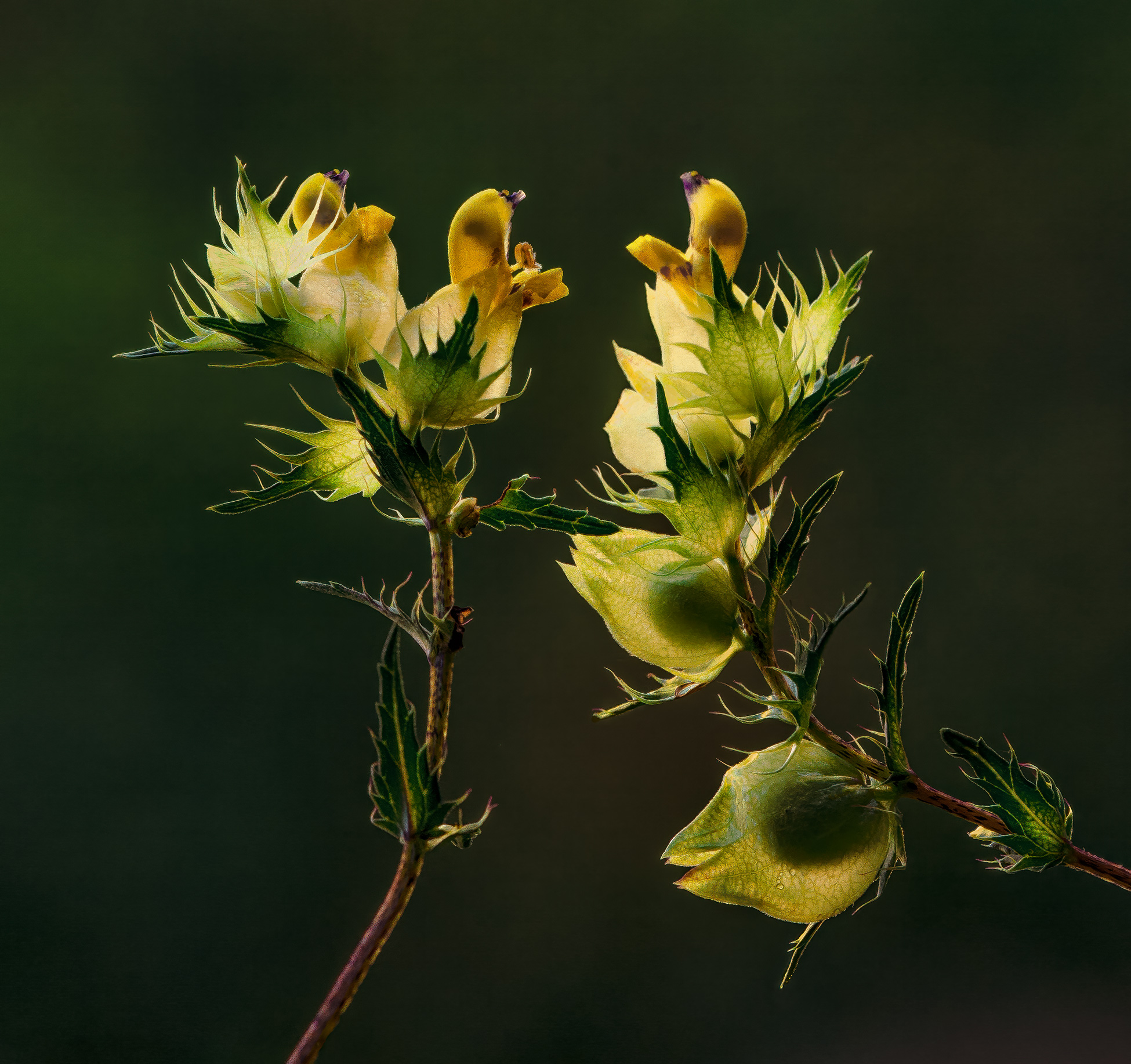 Pronti a spiccare il volo