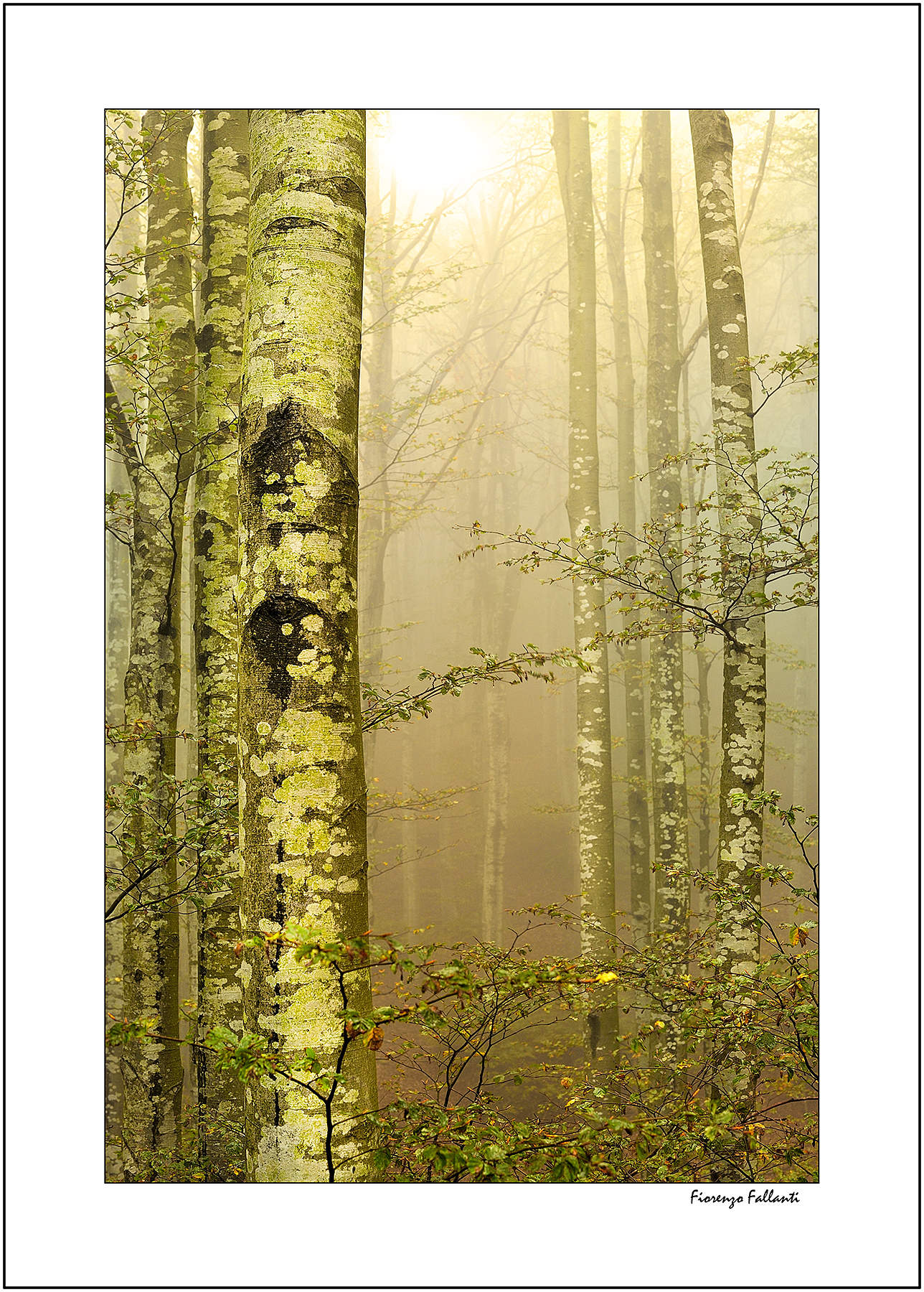 ..Incantevoli nebbie..