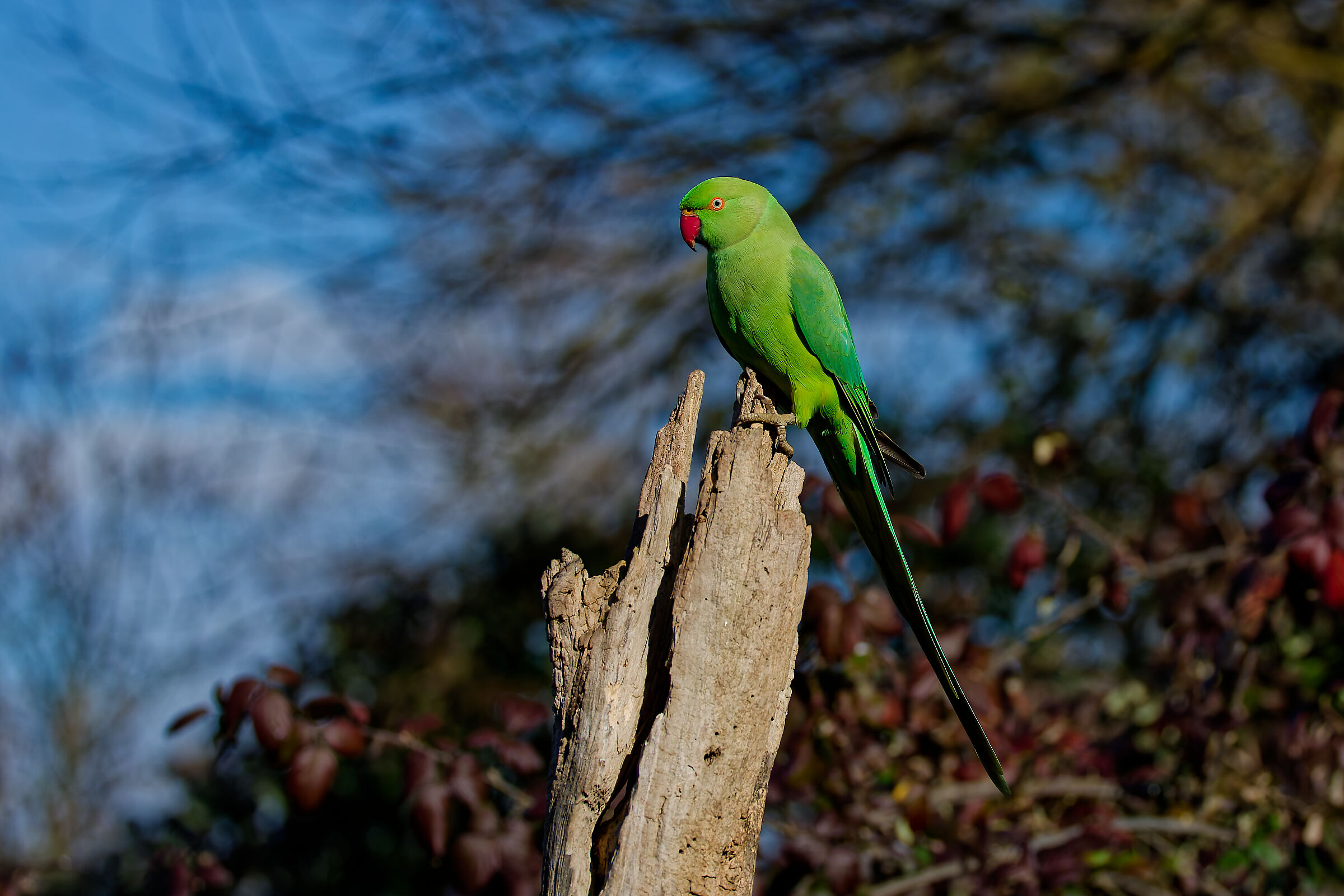 Parakeet