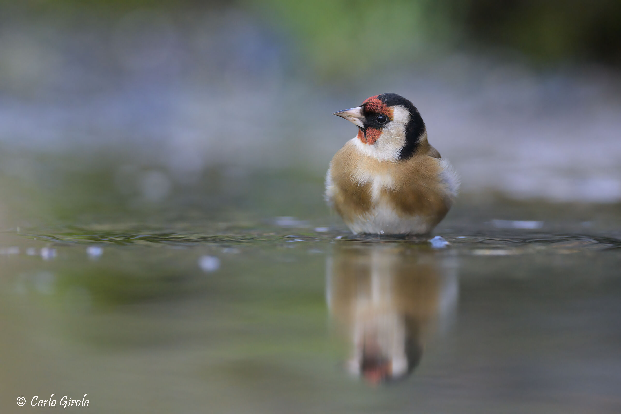 Cardellino (Carduelis carduelis)