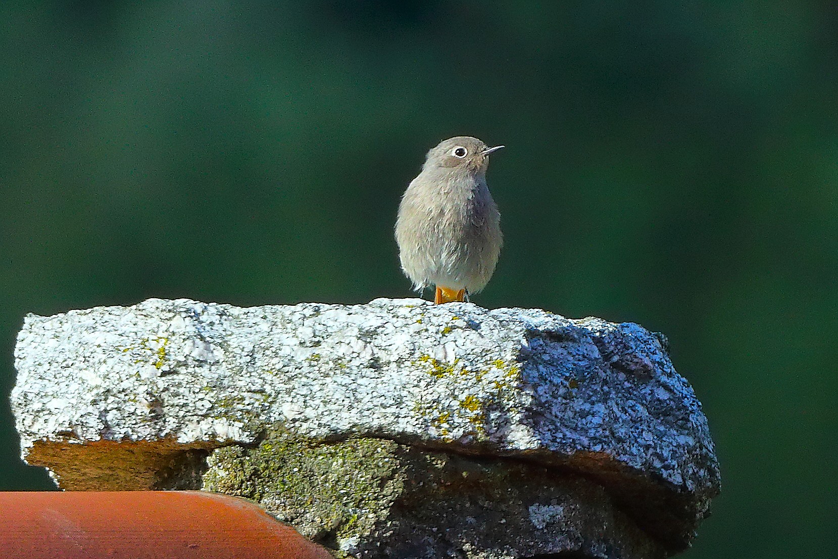 Codirosso S F 11 ottobre 2024 - 0353