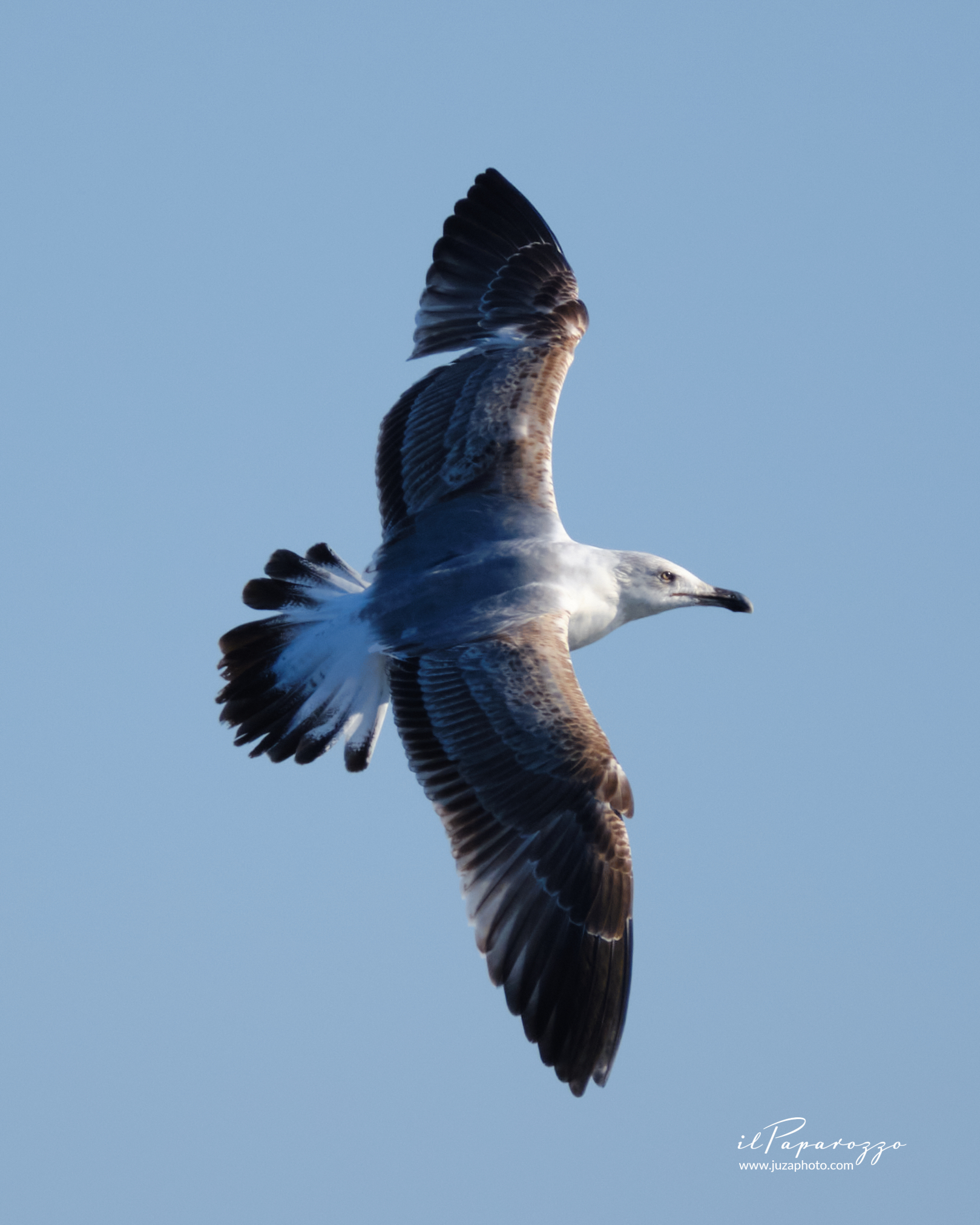 Gabbiano reale ali scure