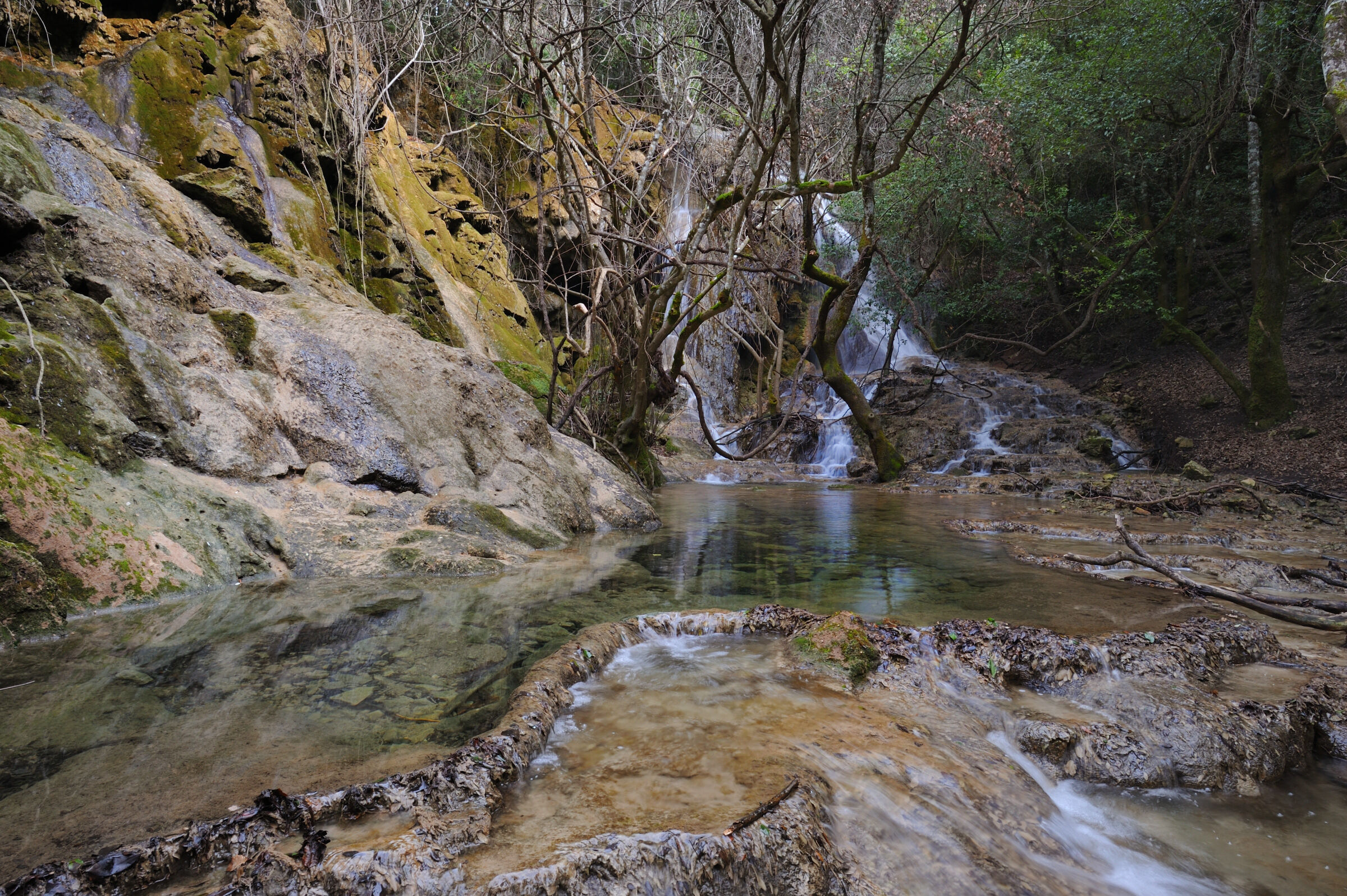 Il bosco incantato .