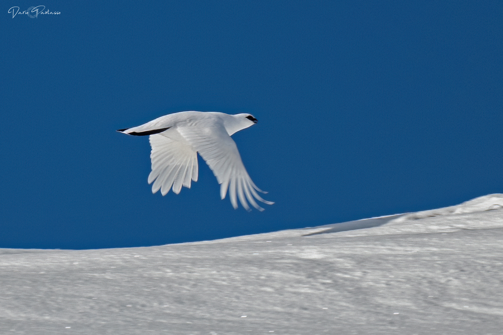 A white flap of wings